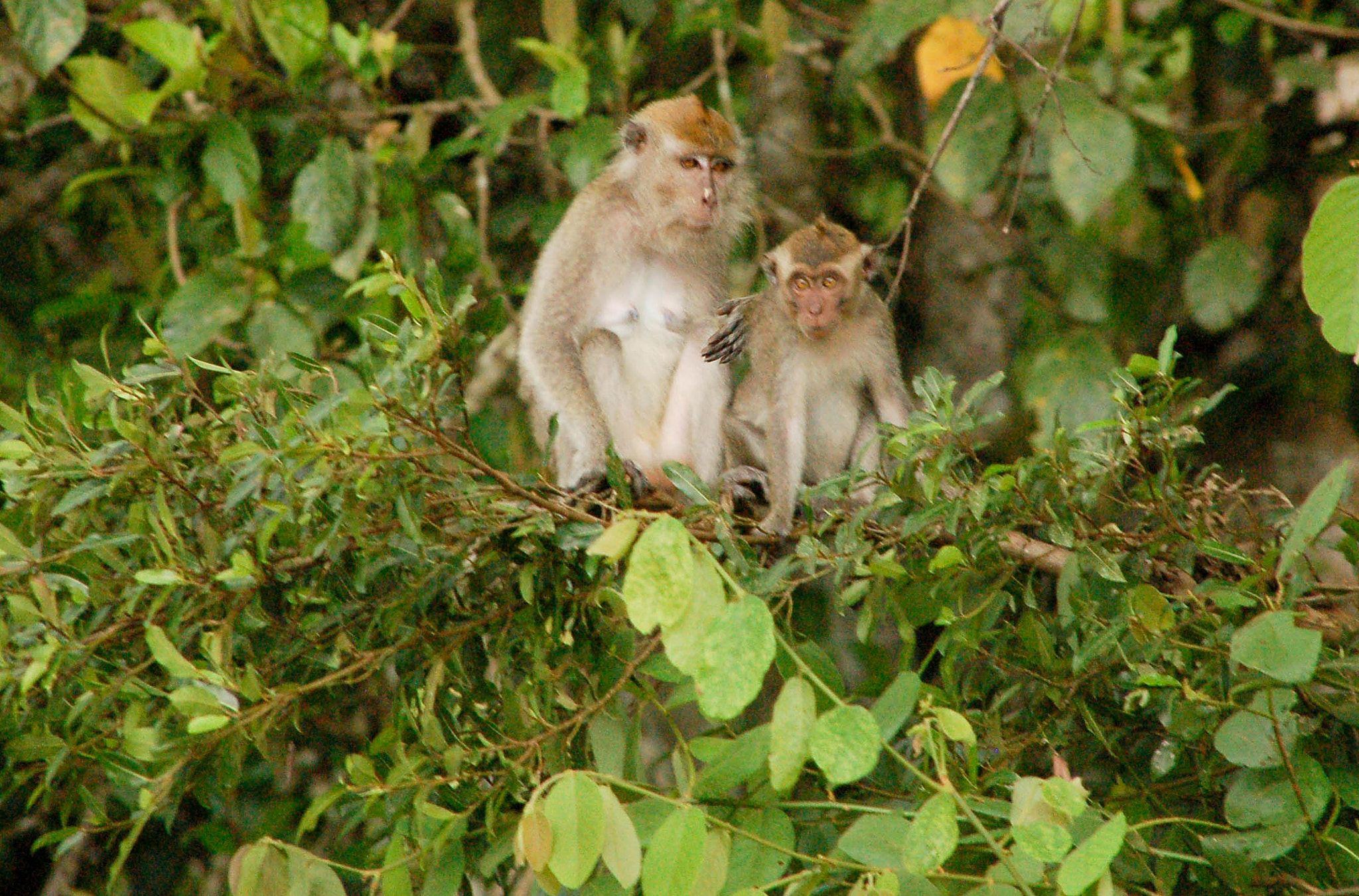 Nikon D50 sample photo. Baby monkey photography
