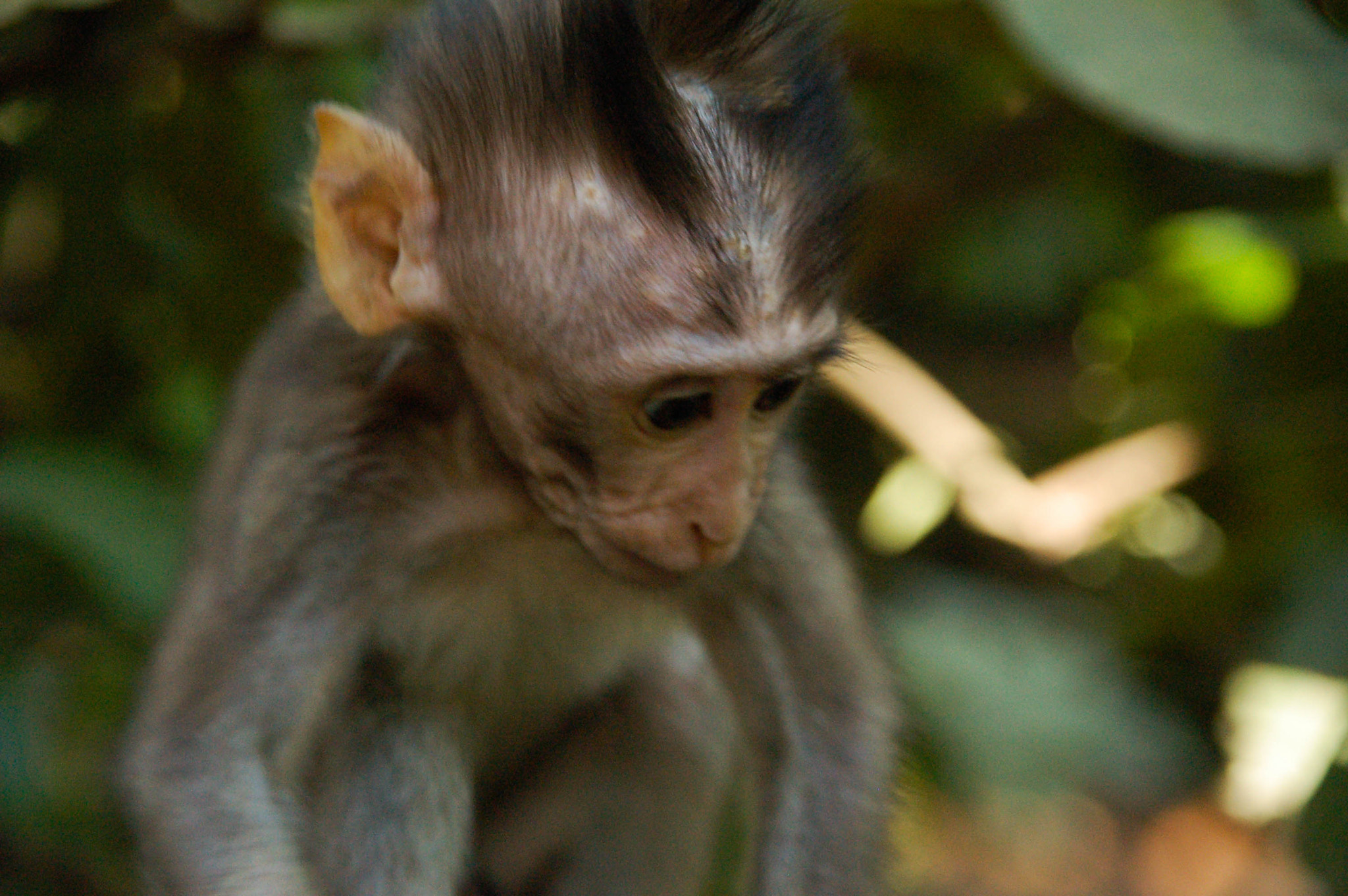 Nikon D50 + Sigma 18-200mm F3.5-6.3 DC sample photo. Baby monkey photography