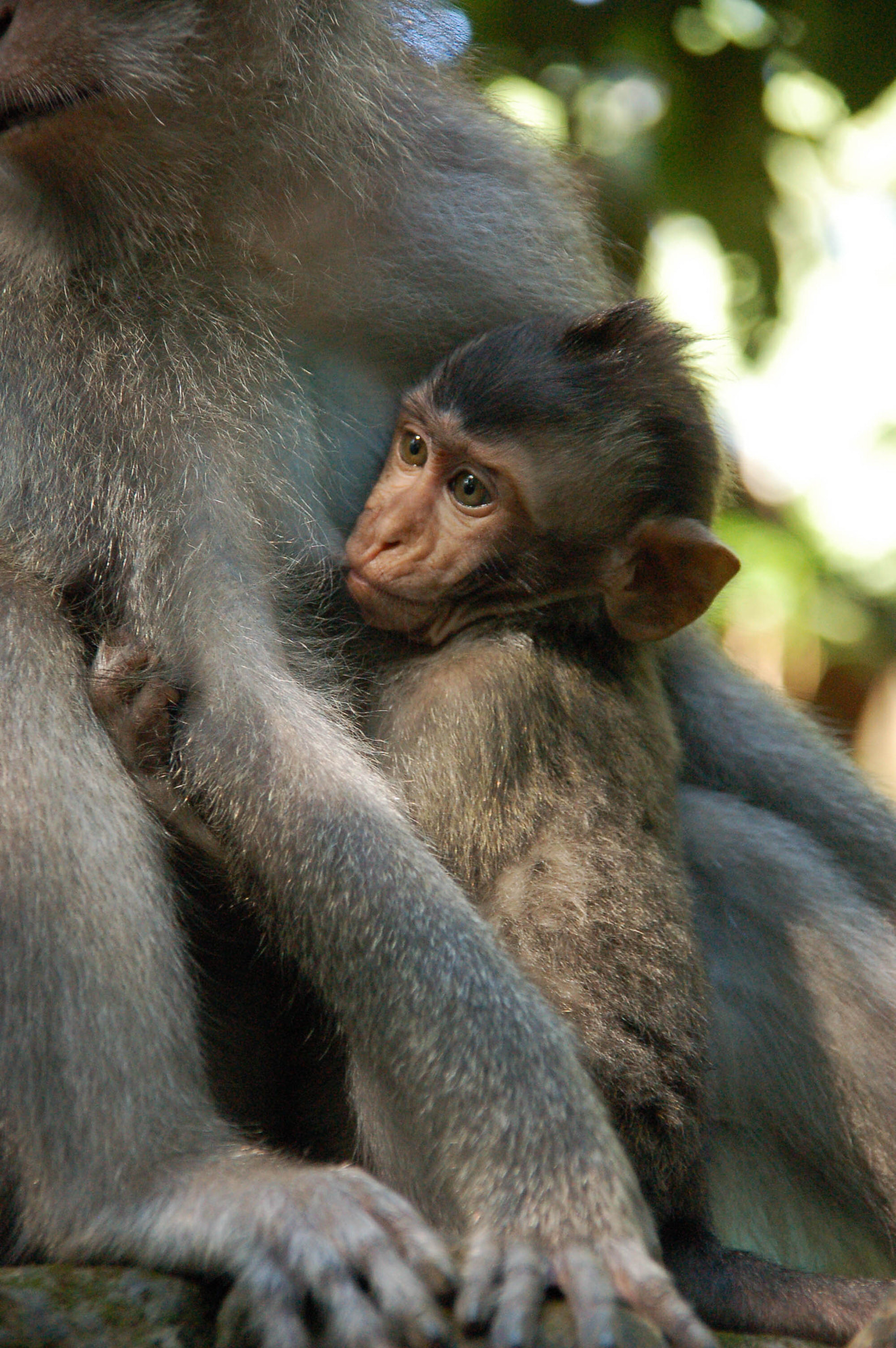 Nikon D50 sample photo. Baby monkey photography