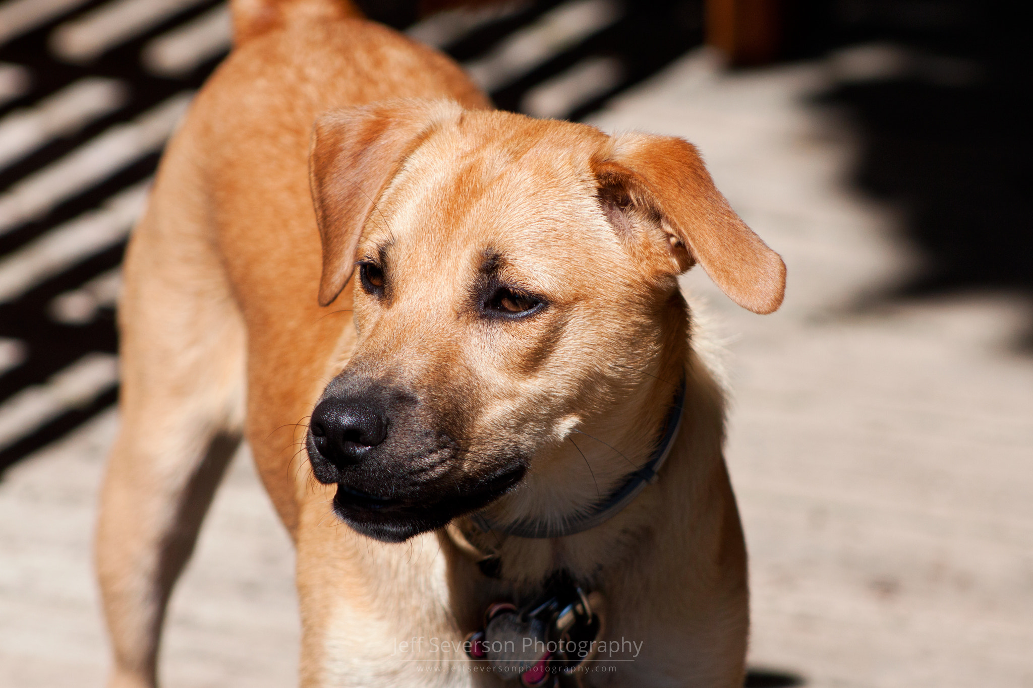 Canon EF 75-300mm f/4-5.6 USM sample photo. Susie in summer #1 photography
