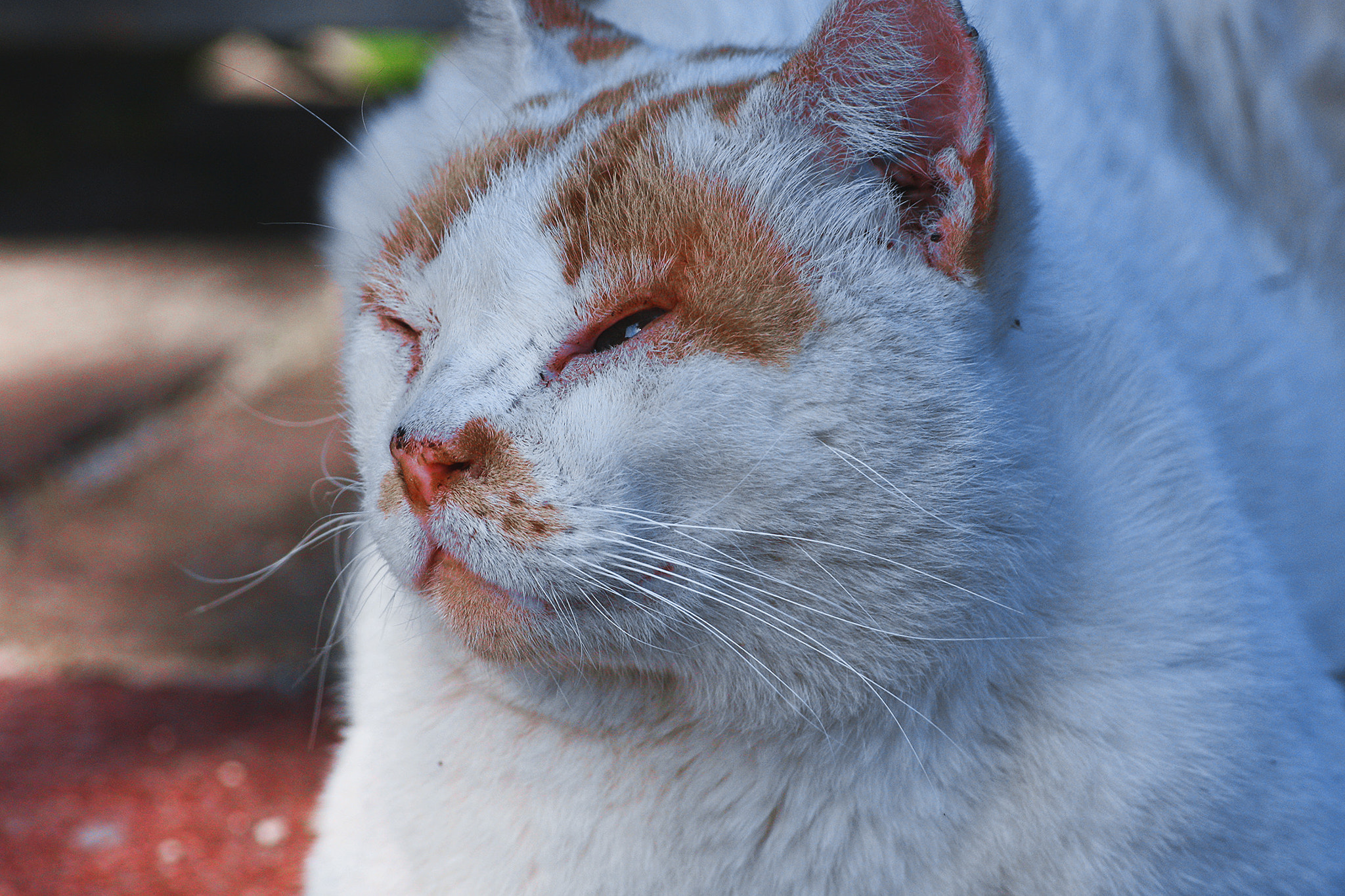 Sigma 70-300mm F4-5.6 APO DG Macro sample photo