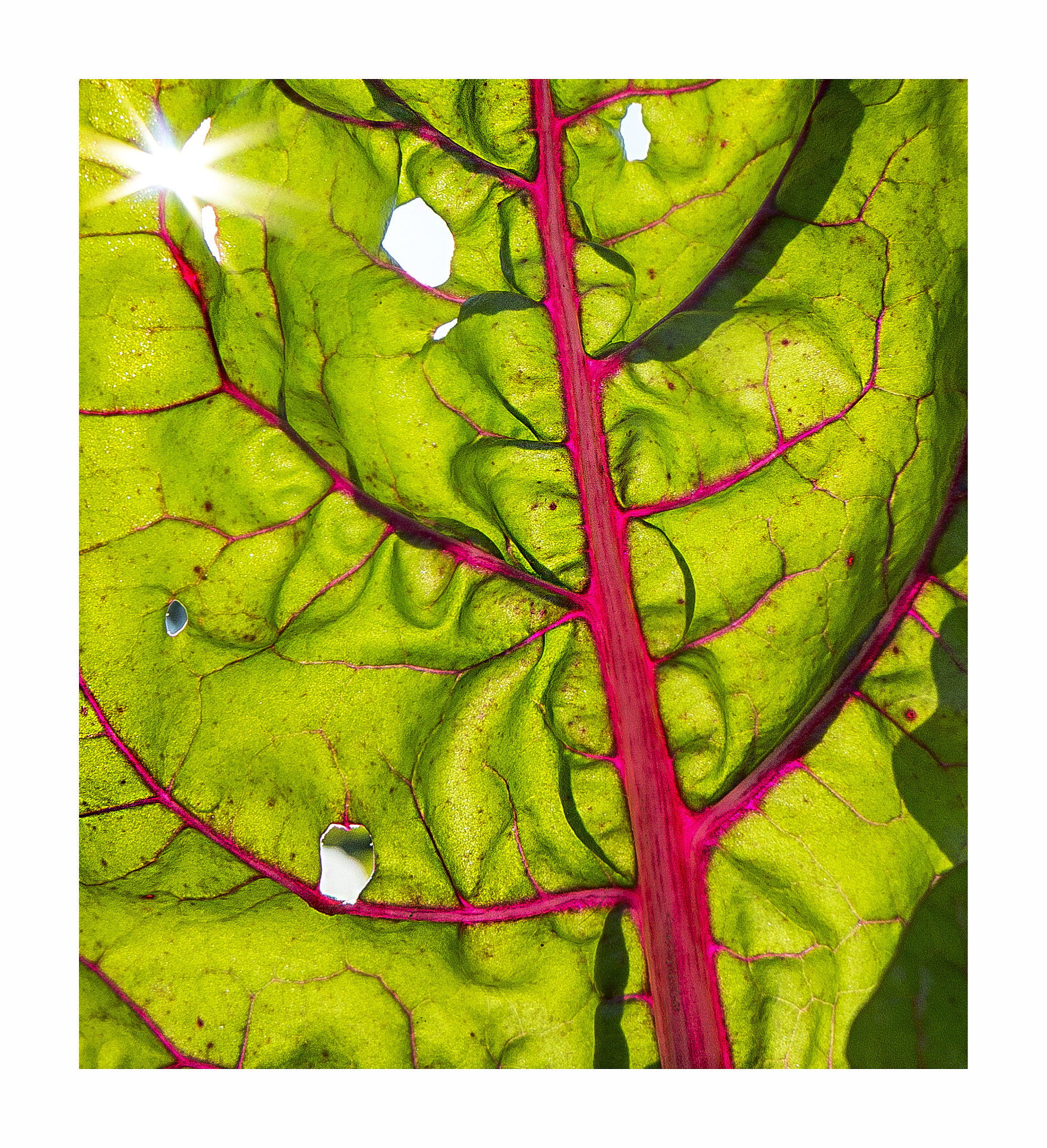 Sony Alpha NEX-7 + Sony E 16mm F2.8 sample photo. Leaf closeup photography