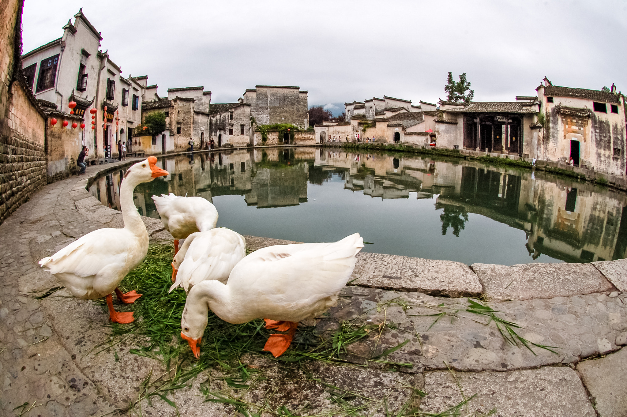 Nikon AF DX Fisheye-Nikkor 10.5mm F2.8G ED sample photo. Ducks photography