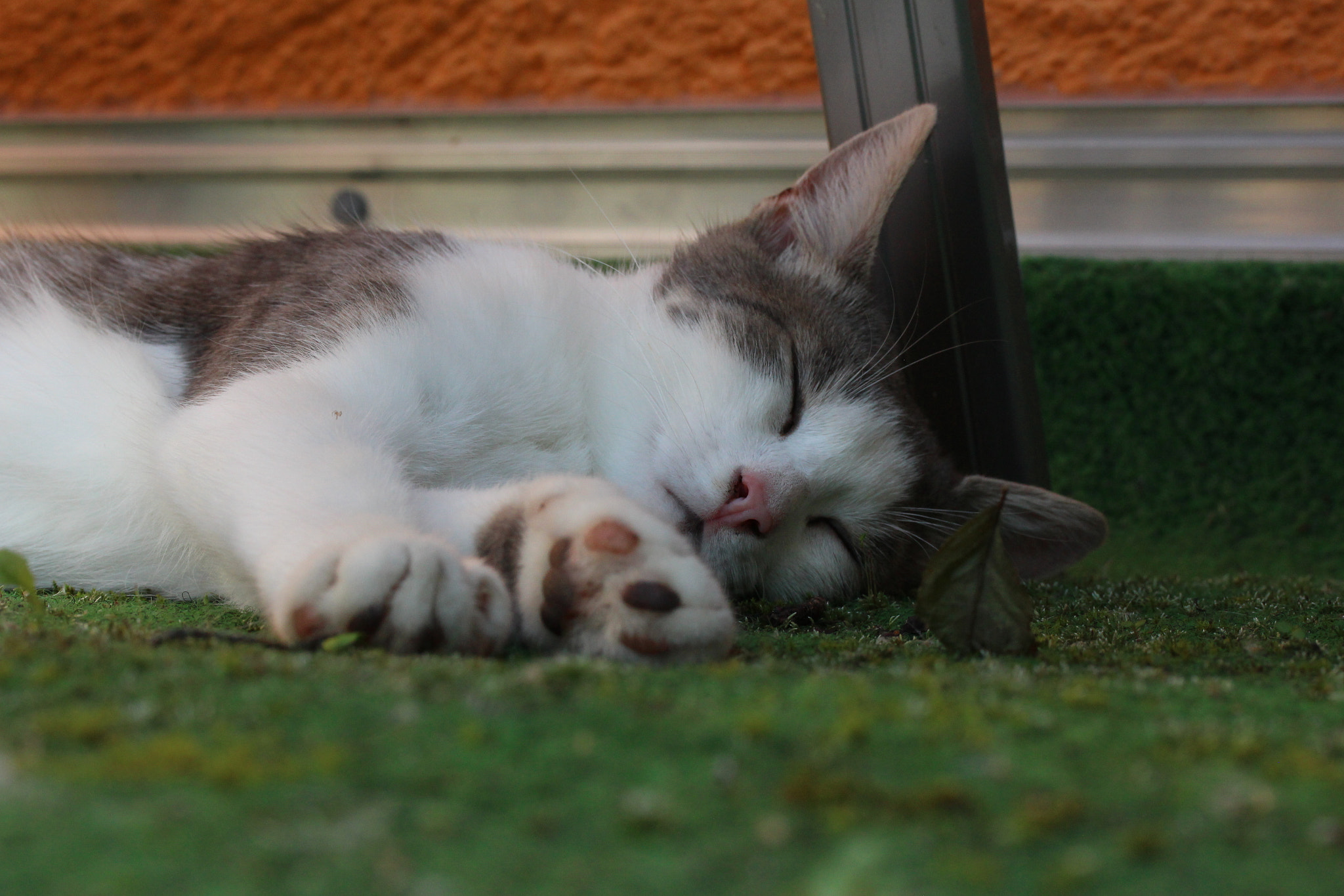 Canon EF-S 60mm F2.8 Macro USM sample photo. Sleeping beauty photography