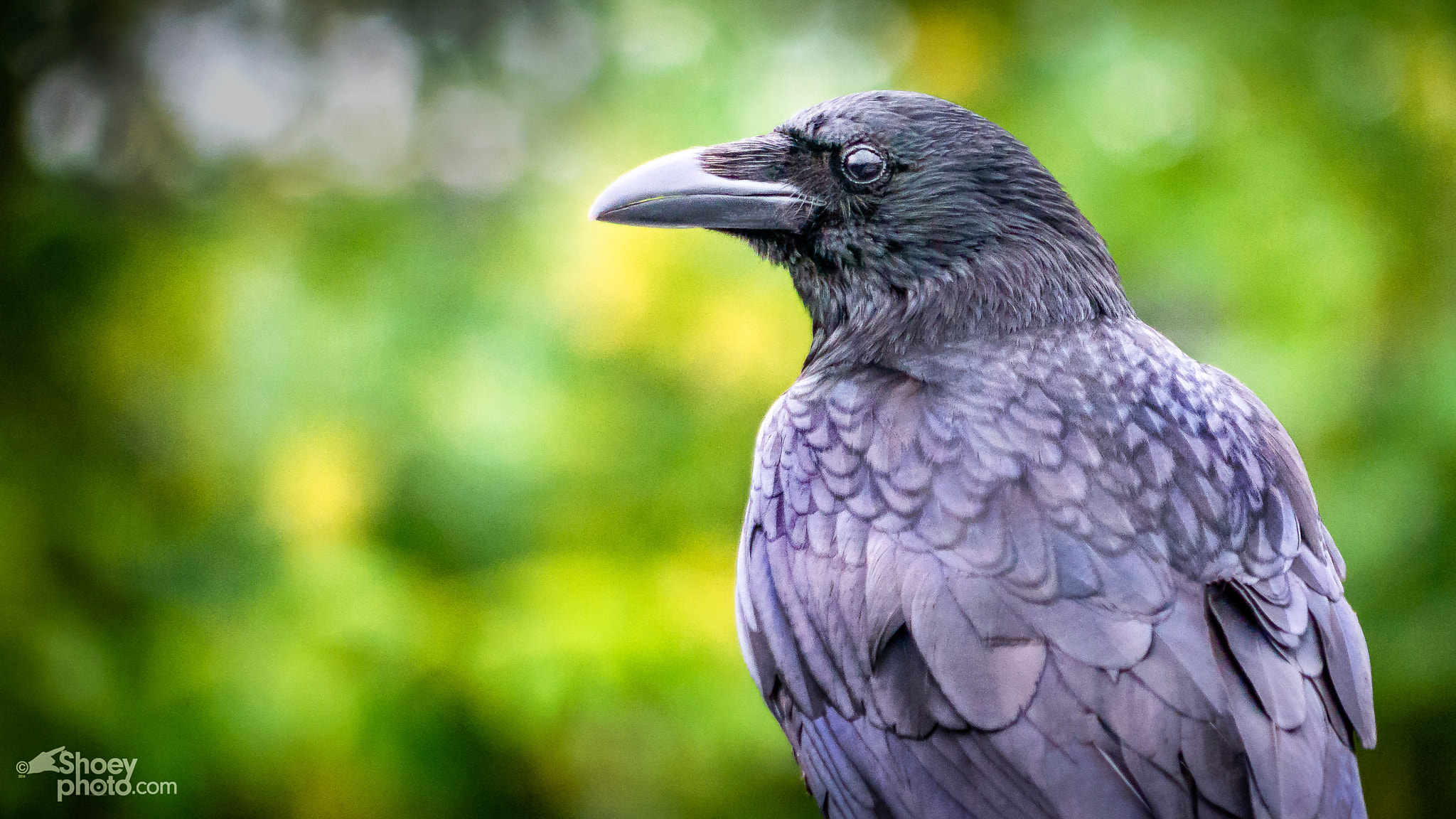 Panasonic Lumix DMC-G5 + Panasonic Lumix G Vario 45-200mm F4-5.6 OIS sample photo. The carrion crow photography