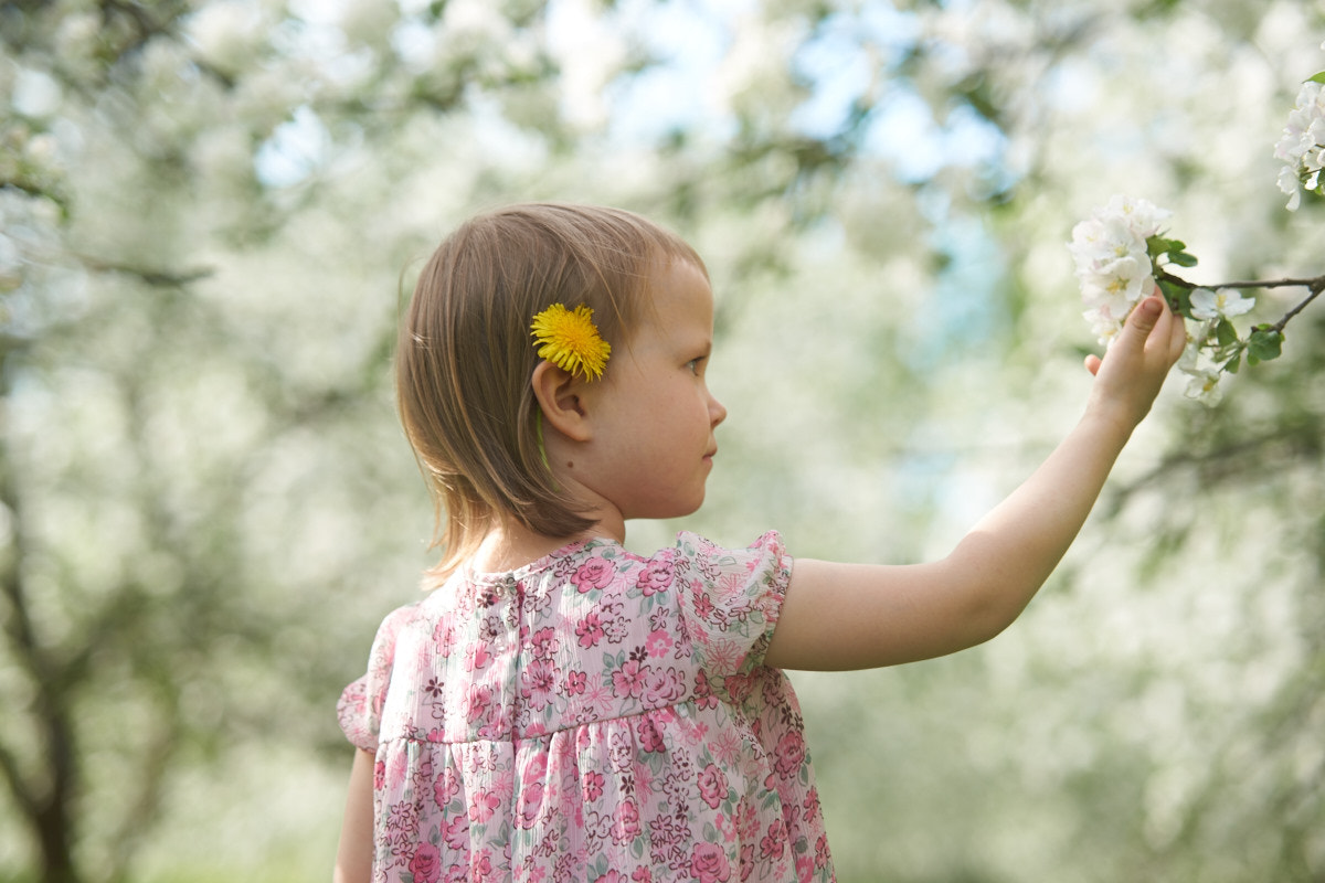 70-200mm F2.8 sample photo. Apple blossoms photography