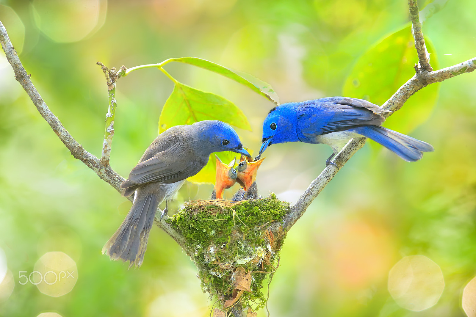 Canon EOS-1D X + Canon EF 300mm F2.8L IS USM sample photo. A big love photography