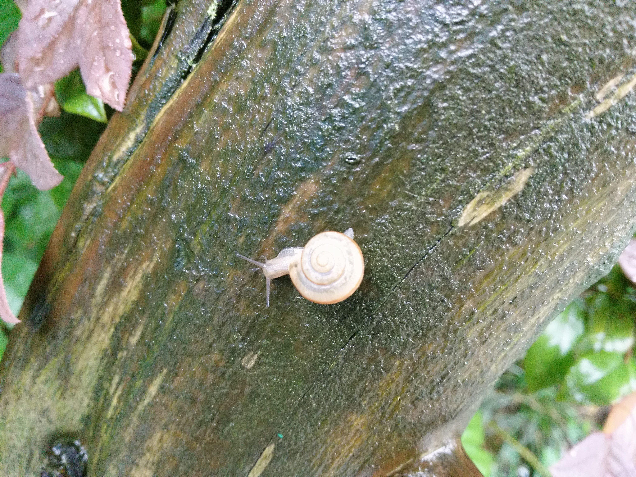 HUAWEI Honor 7i sample photo. 雨中漫步 photography