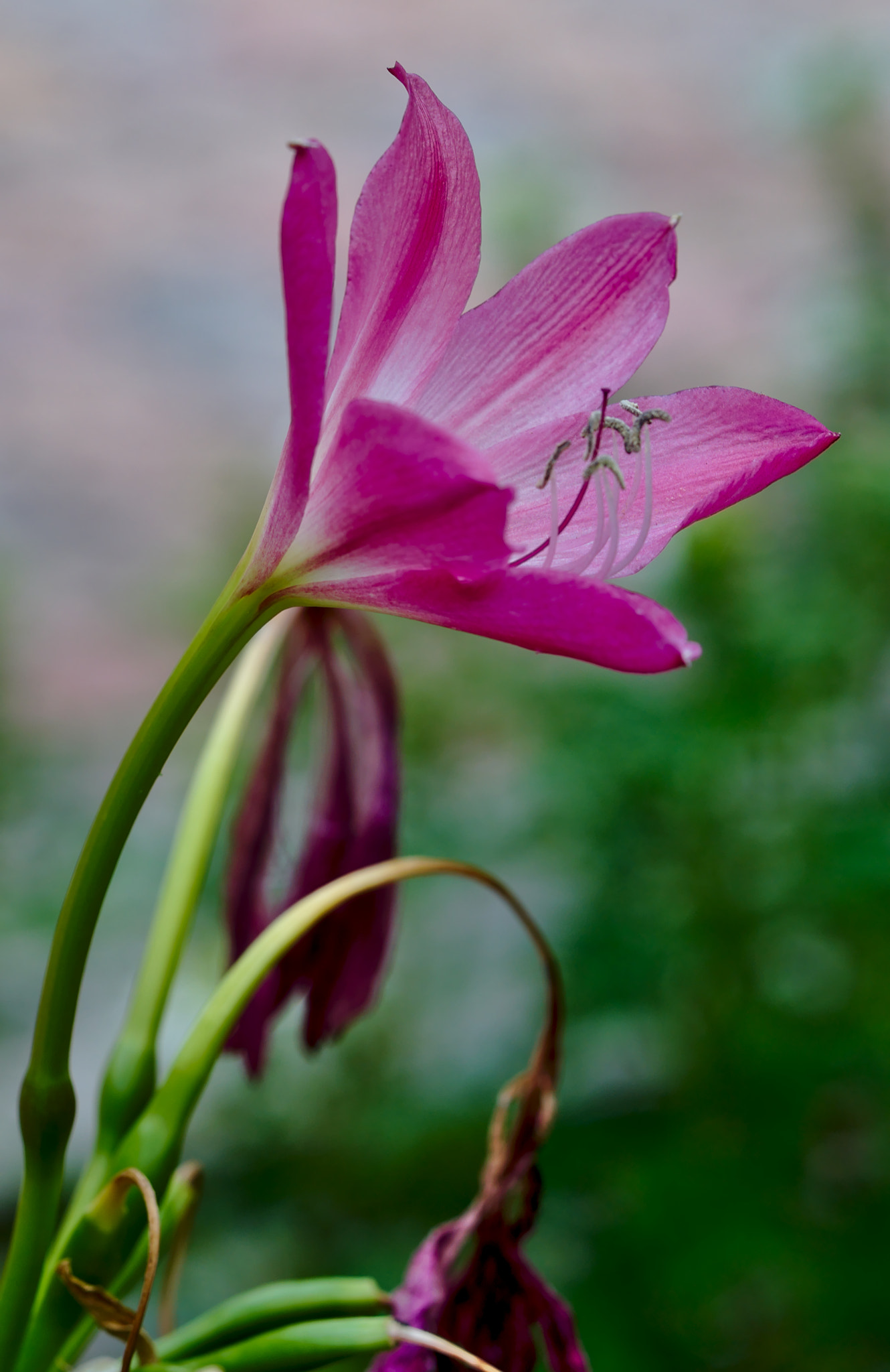 Nikon D810 + Manual Lens No CPU sample photo. Ceylon lily photography