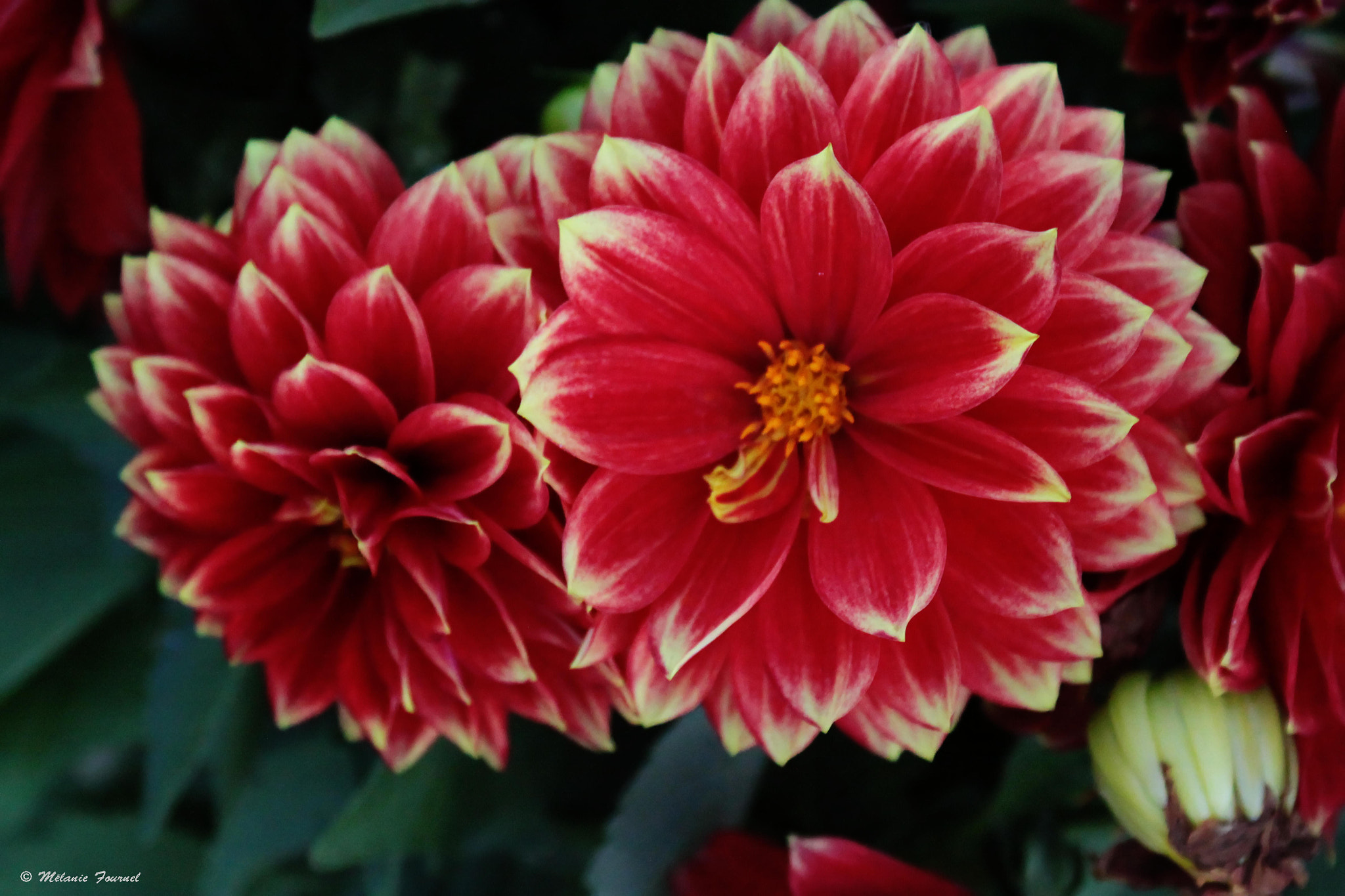 Canon EF 28-90mm f/4-5.6 sample photo. Flower photography