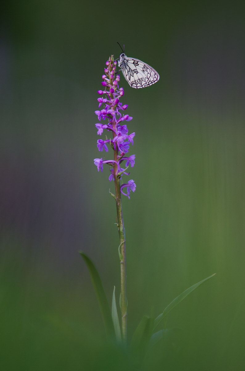 Sigma 300mm F2.8 APO EX DG HSM sample photo. Mücken-händelwurz photography