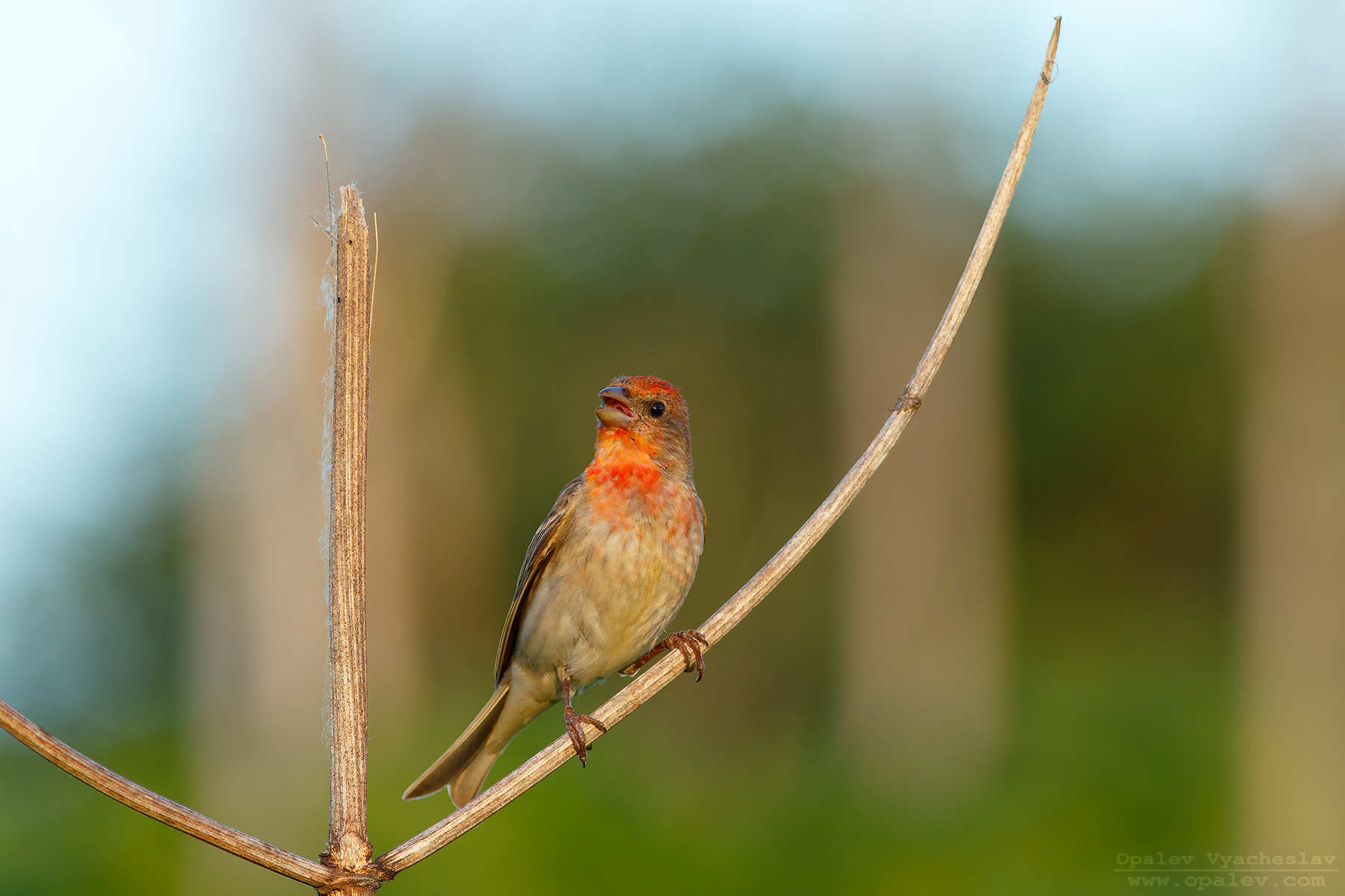 Canon EOS 7D Mark II + Canon EF 400mm F5.6L USM sample photo. Common rosefinch photography