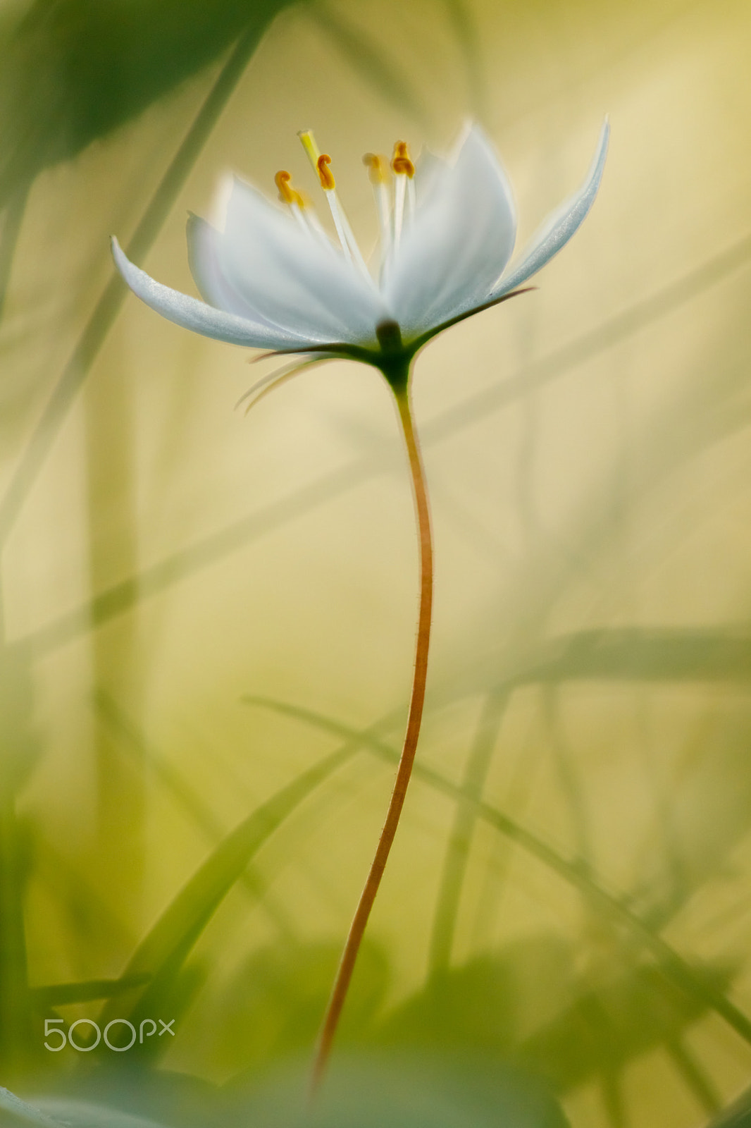 Sigma APO Macro 150mm f/2.8 EX DG HSM sample photo. Skogsstjärna photography