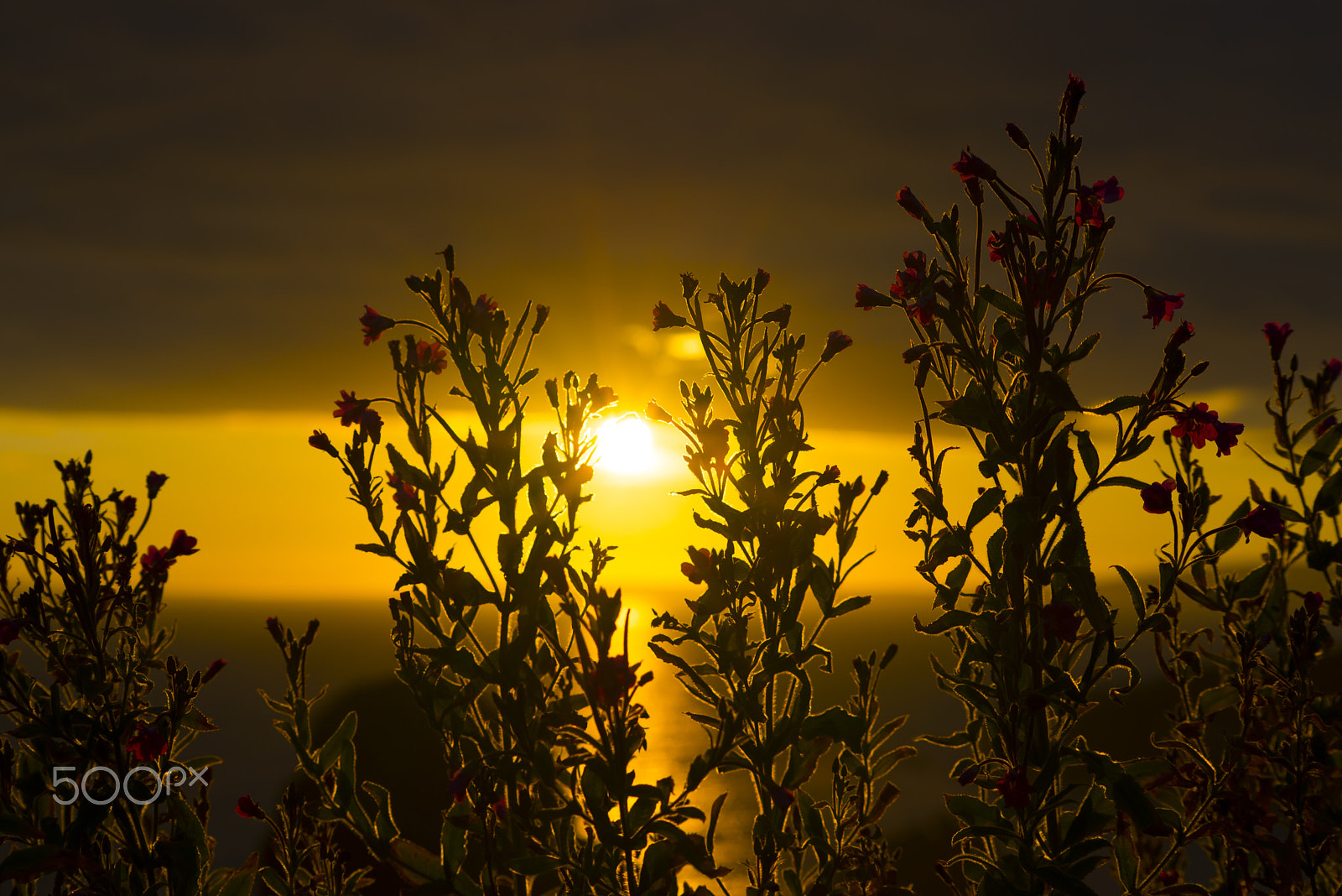 Nikon D610 + Sigma 70-300mm F4-5.6 APO DG Macro sample photo. Wild atlantic way sunset through wild flowers photography