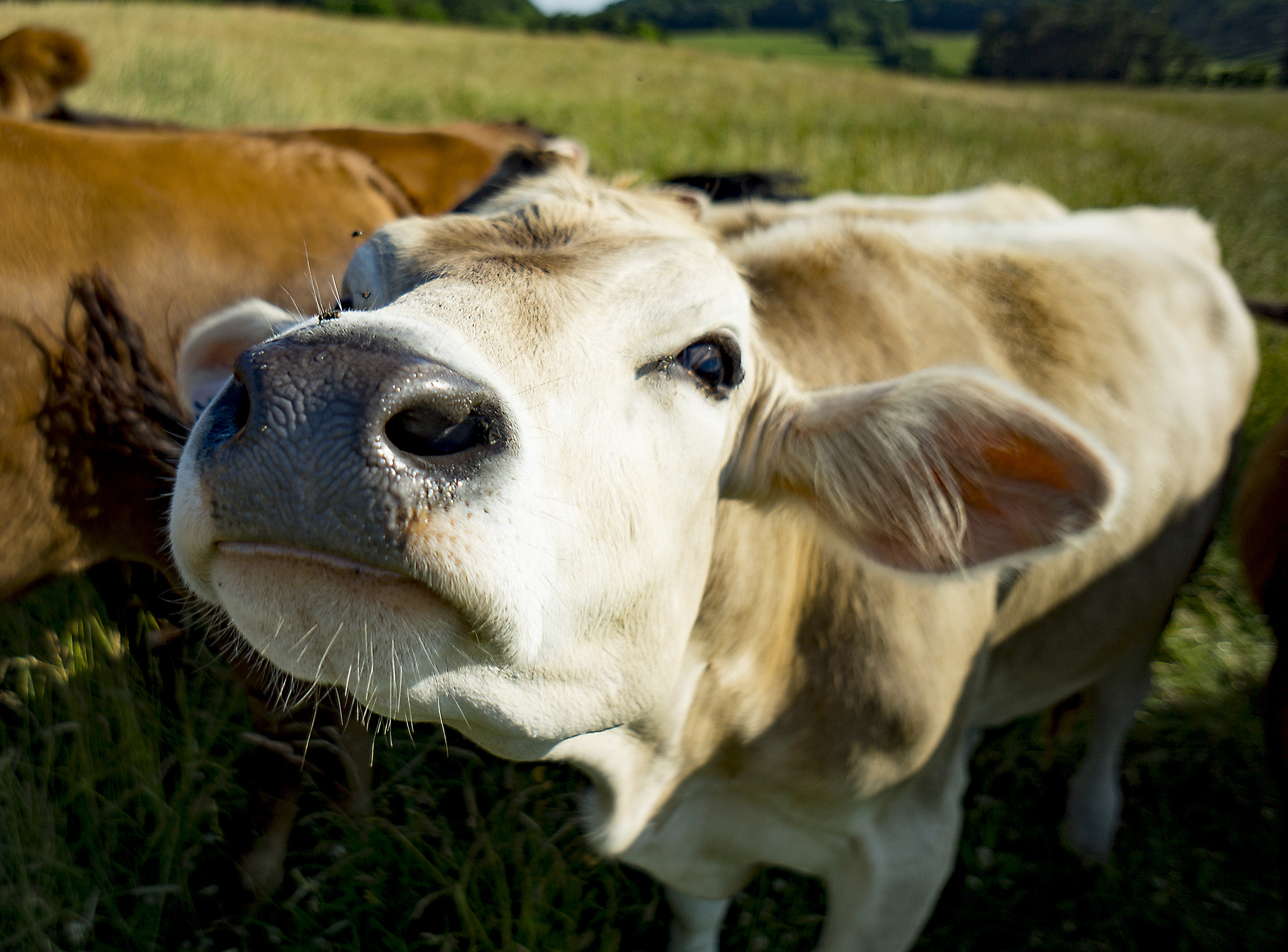 Sony Alpha NEX-7 + Sony E 16mm F2.8 sample photo. Cow sniff photography