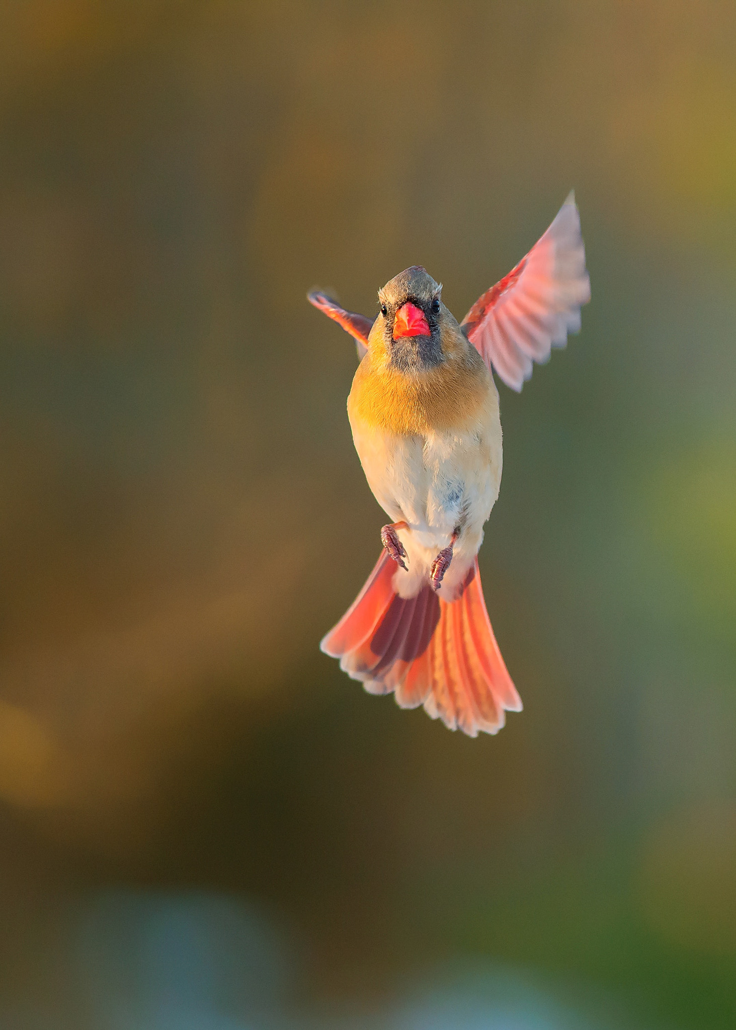 Nikon D4 + Nikon AF-S Nikkor 300mm F4D ED-IF sample photo. Cardinal photography