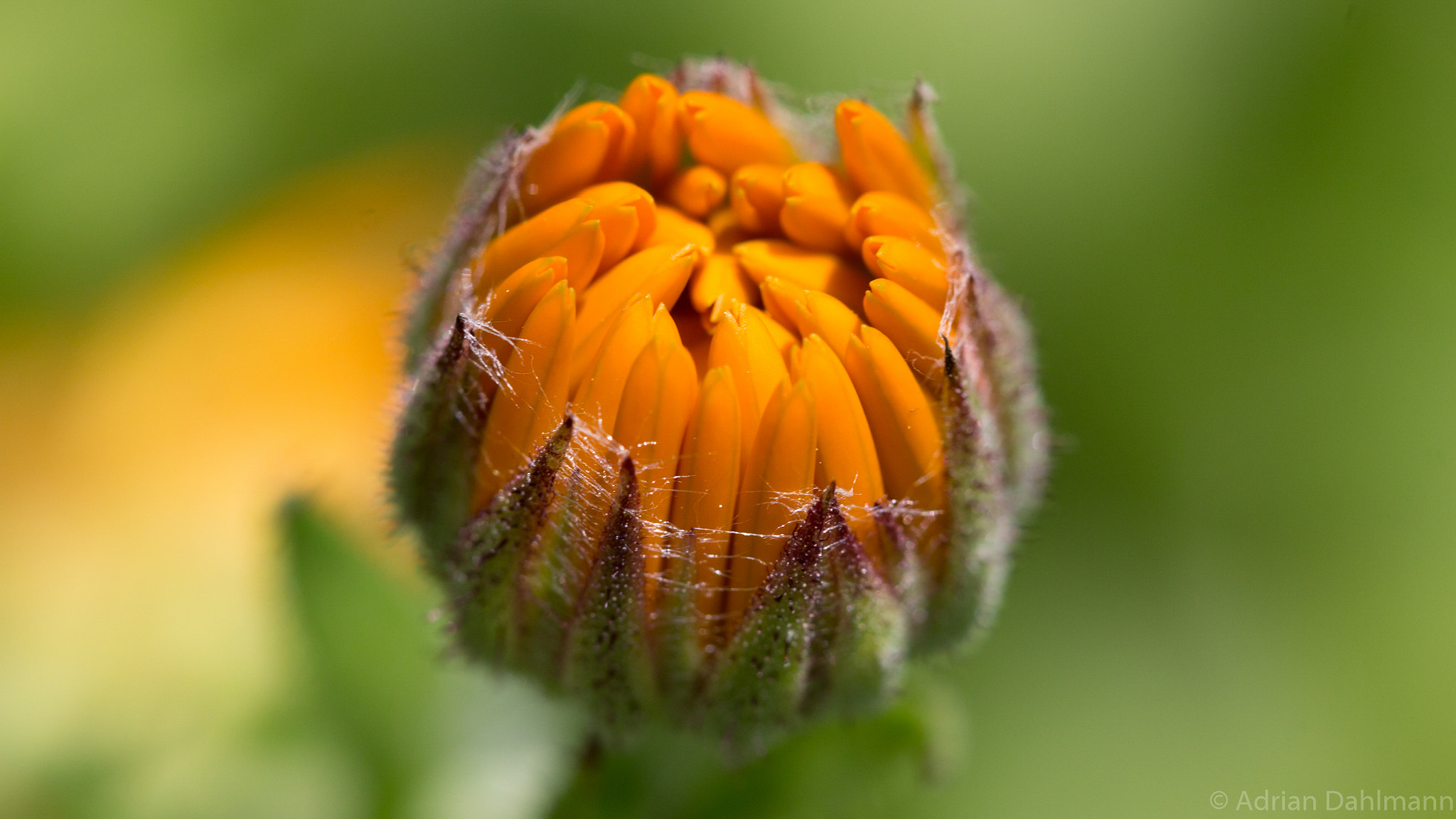 Canon EF 100mm F2.8 Macro USM sample photo. Towards the flower photography