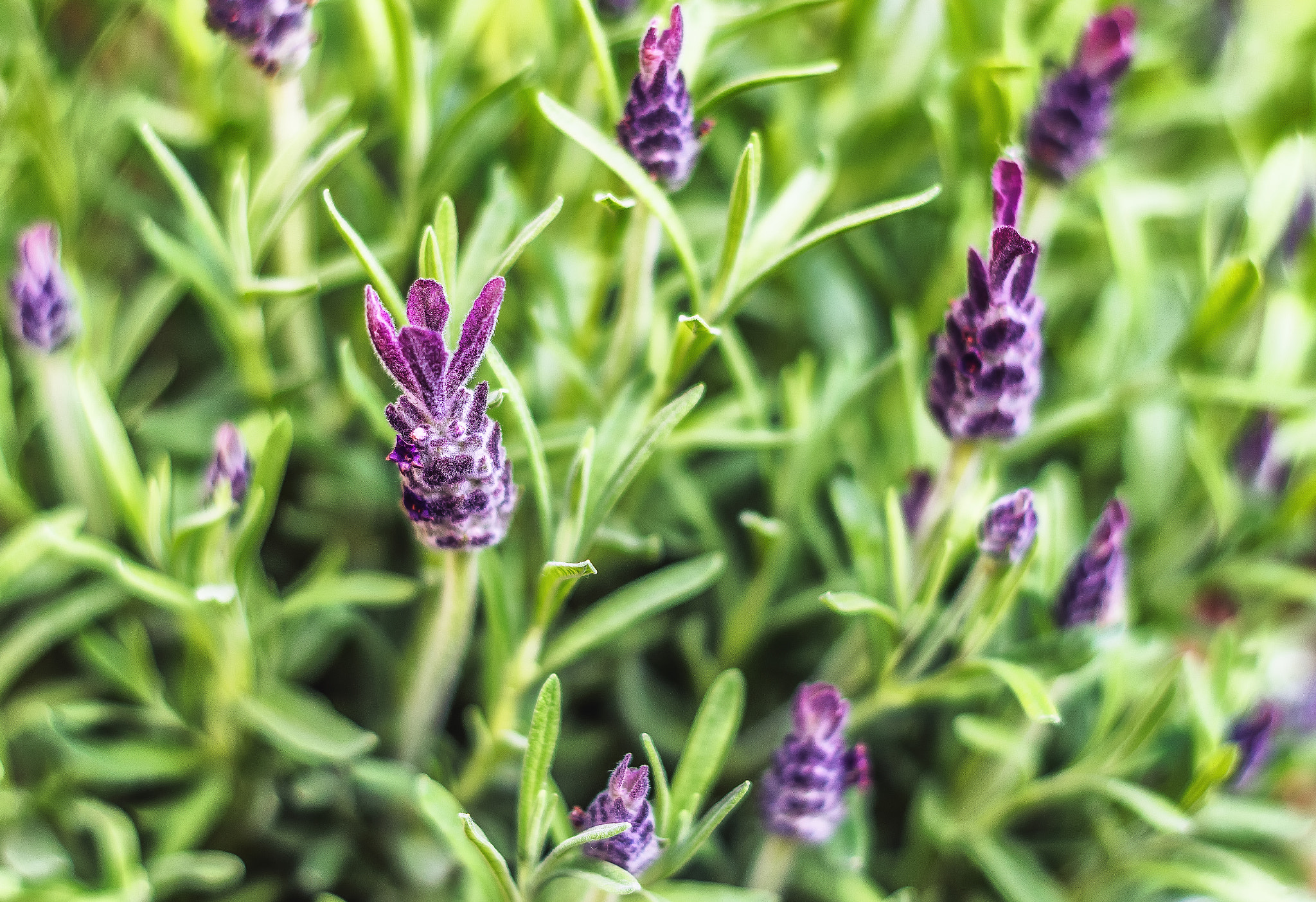 Pentax K-S1 + Pentax smc DA 50mm F1.8 sample photo. Lavender macro photography