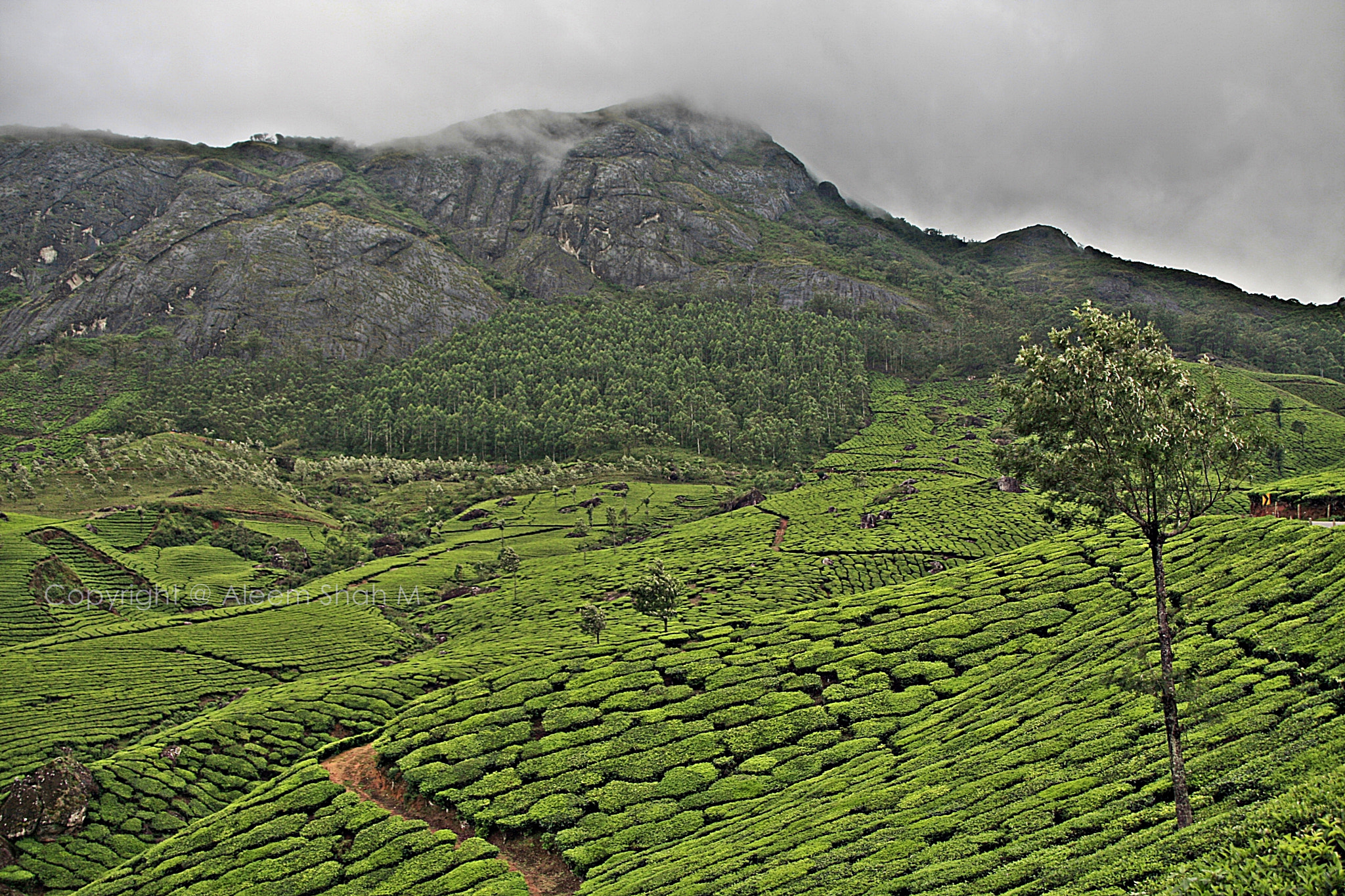 Canon EOS 40D sample photo. Munnar, kerela india photography
