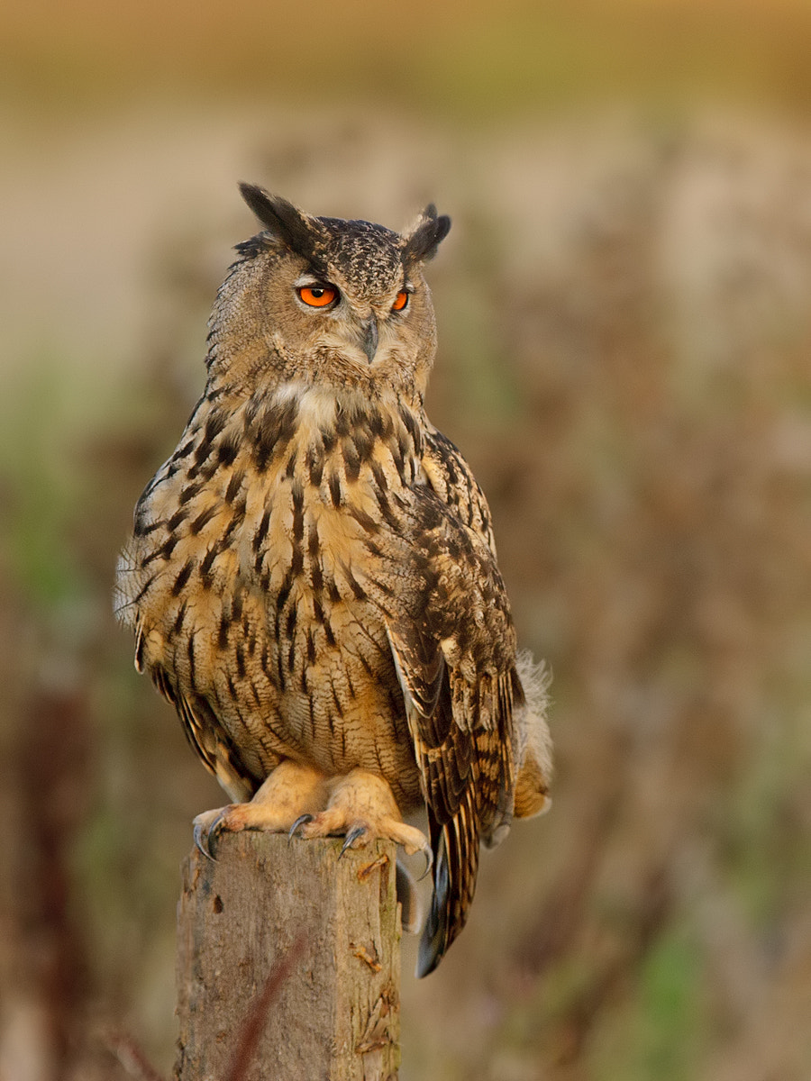 Canon EF 300mm F2.8L IS USM sample photo. Eagle owl photography