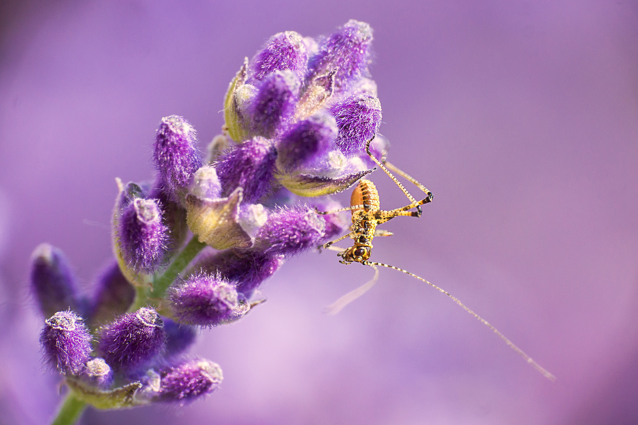 Sony SLT-A77 + Tamron SP 70-200mm F2.8 Di VC USD sample photo. Something on a lavendel photography