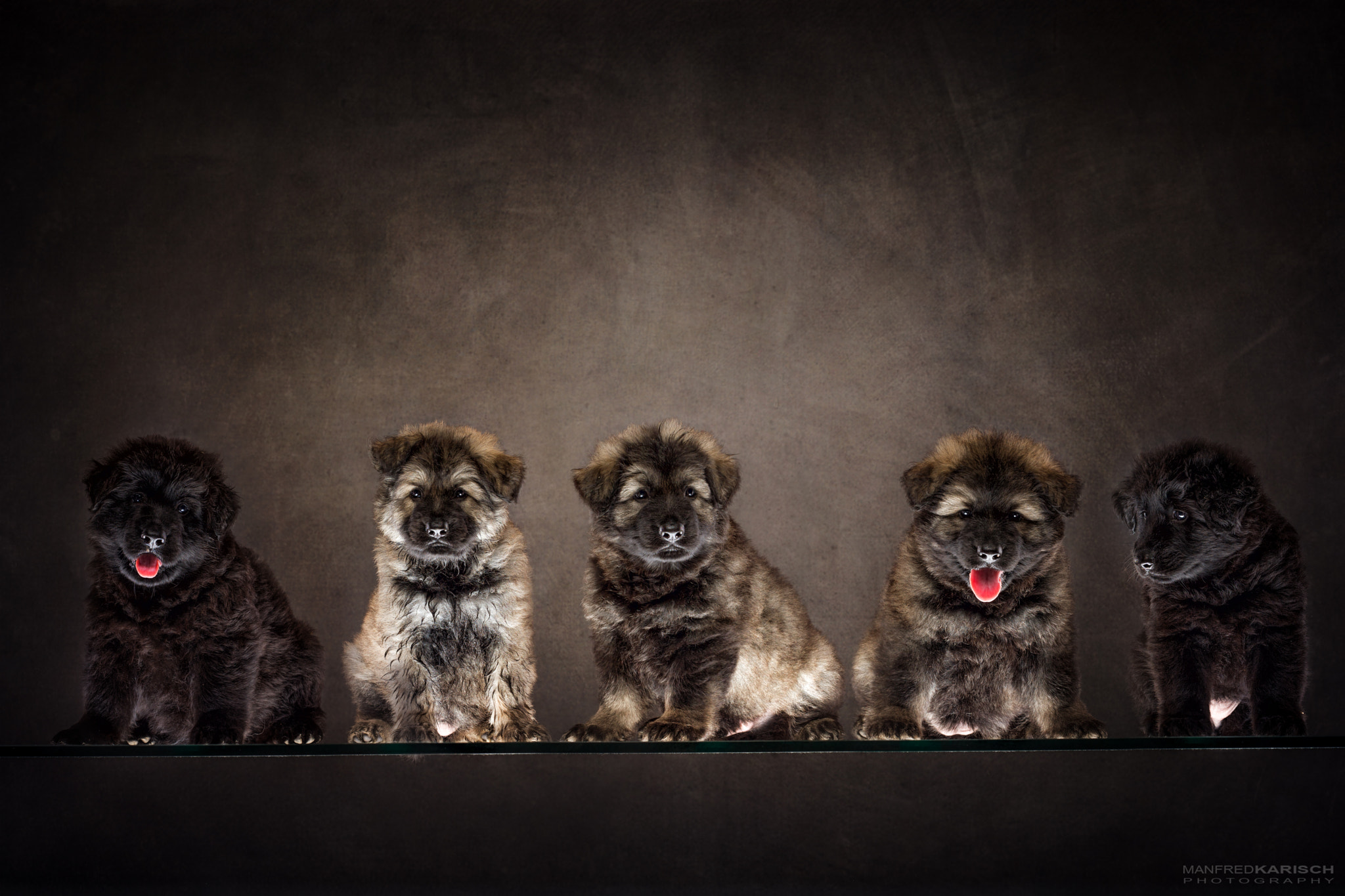 Canon EOS-1D X + Canon EF 50mm F1.4 USM sample photo. Puppies photography