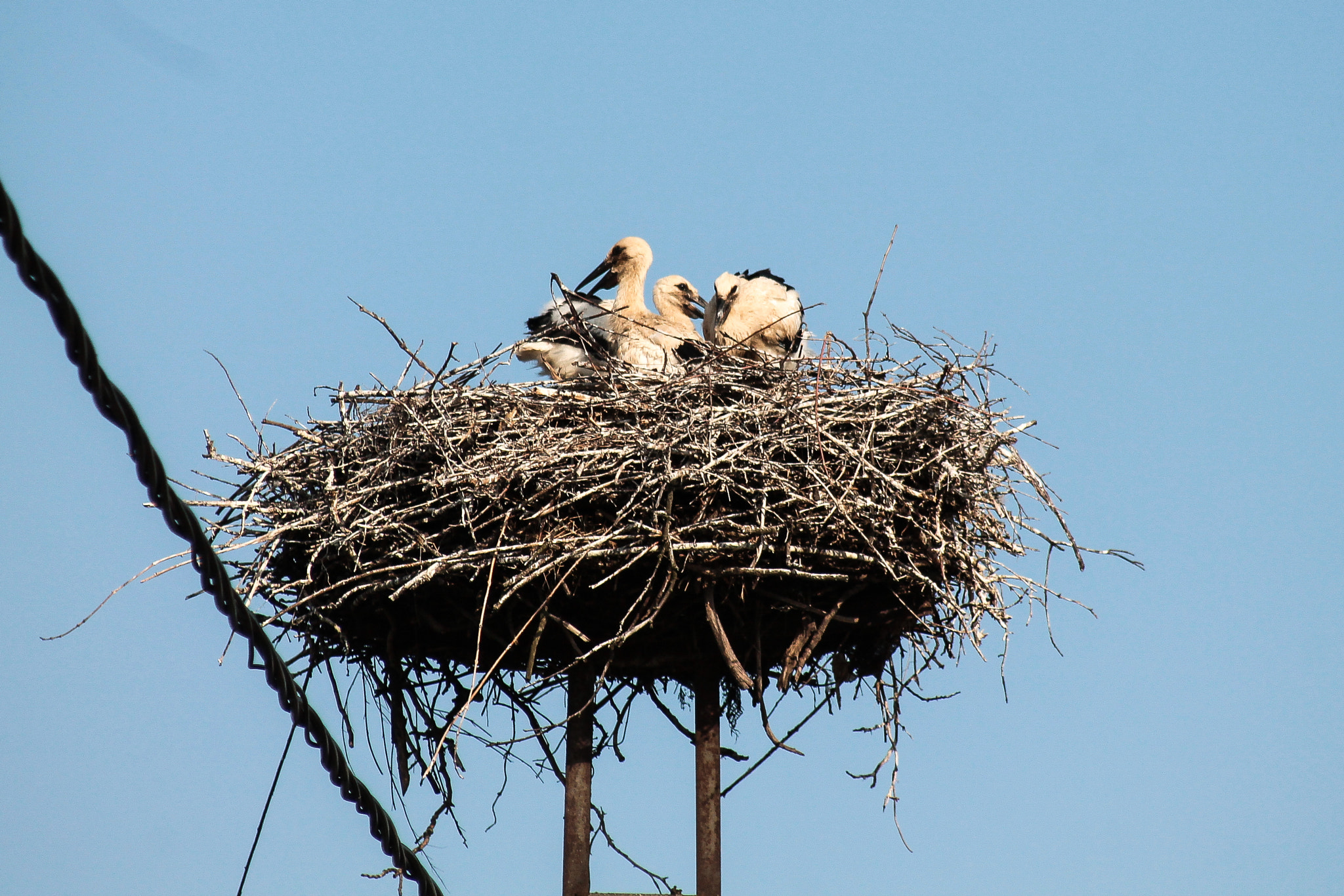 Canon EOS 1100D (EOS Rebel T3 / EOS Kiss X50) + Canon EF 80-200mm F4.5-5.6 II sample photo. Baby storks photography