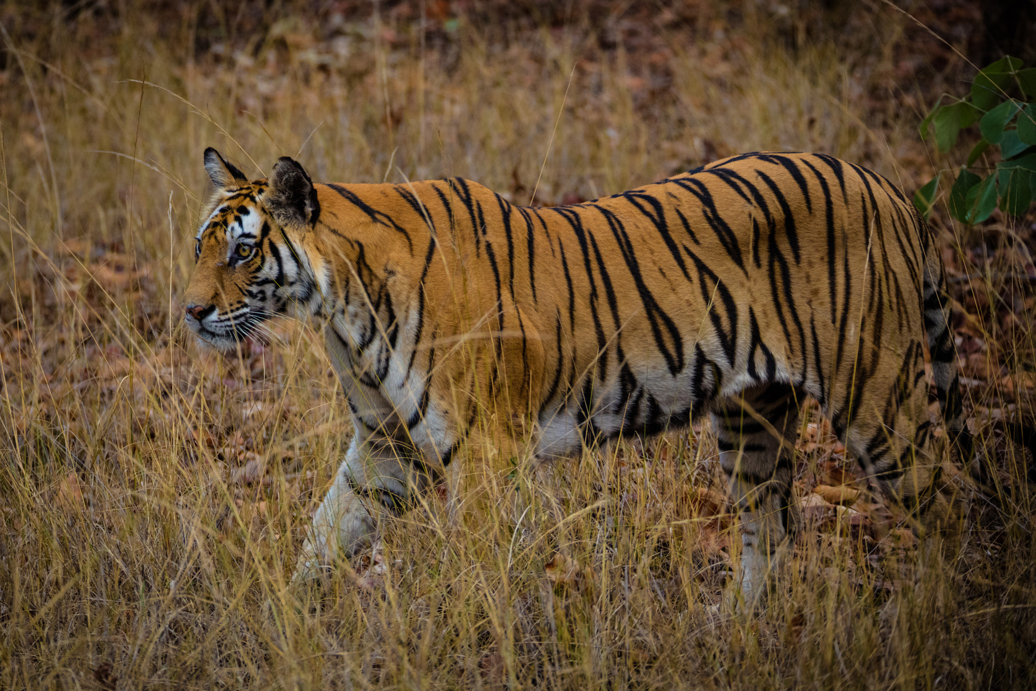 150-600mm F5-6.3 DG OS HSM | Sports 014 sample photo. Tiger cub photography