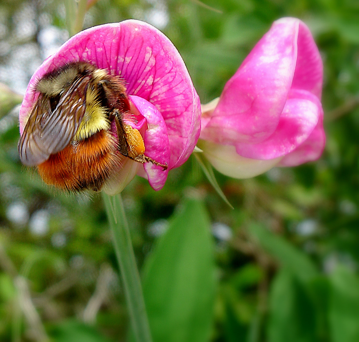 Sony DSC-W5 sample photo. Sweet pea bee photography