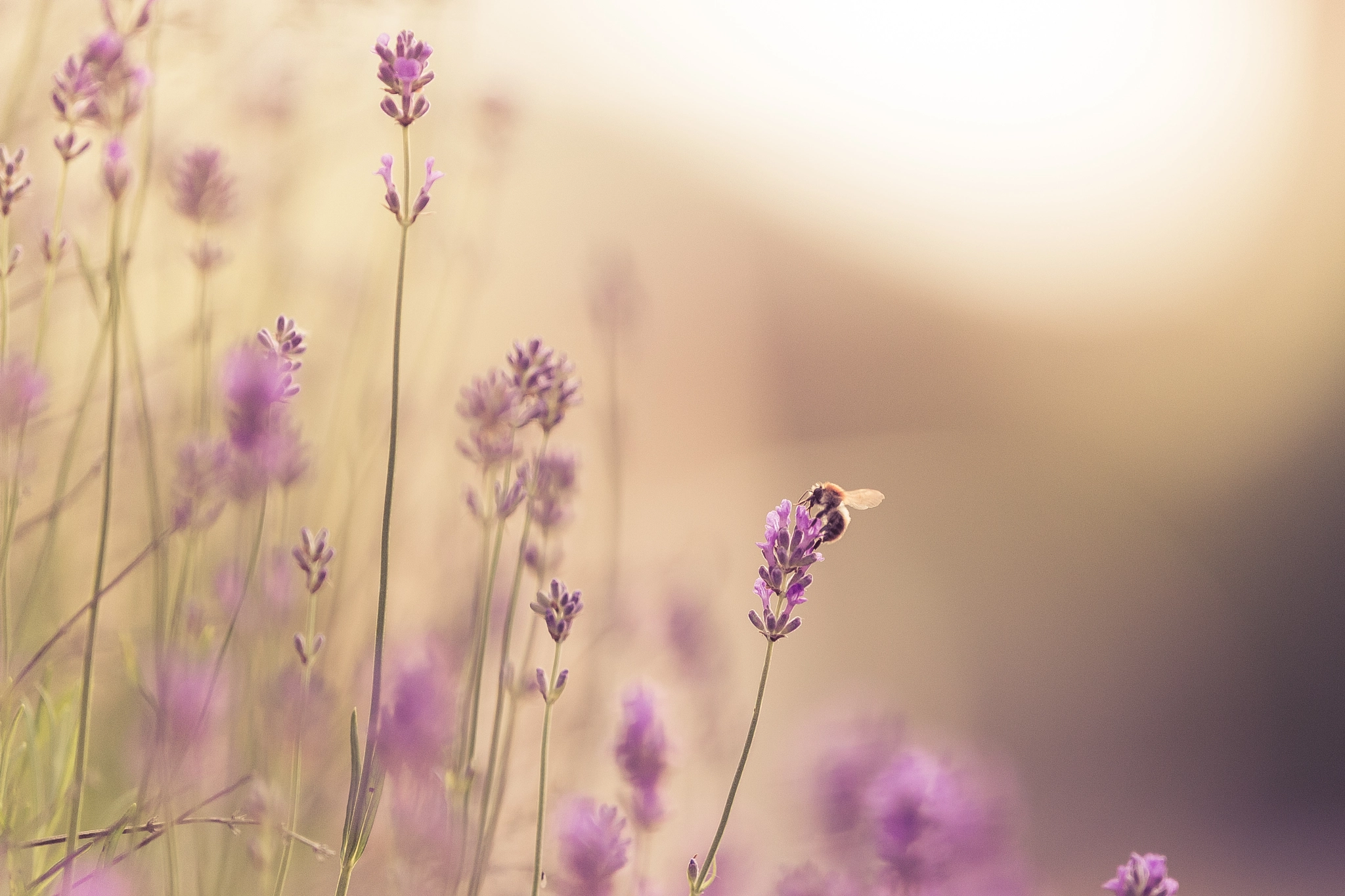 Nikon AF-S Nikkor 200mm F2G ED-IF VR sample photo. Nature without us photography