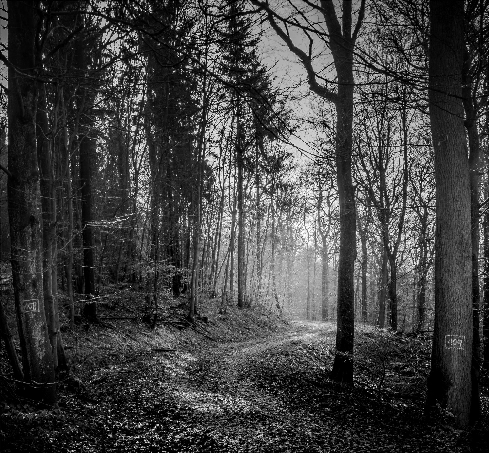 Sony SLT-A58 sample photo. Black path photography