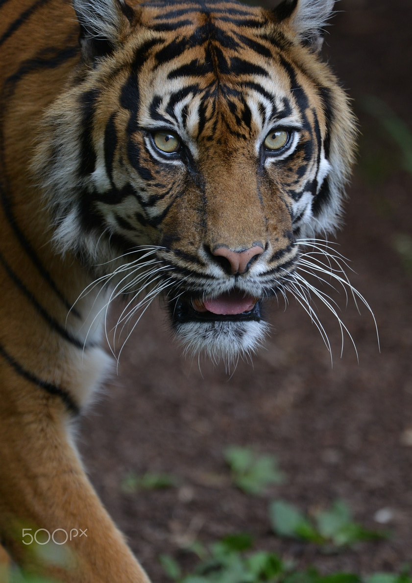 Nikon D800 + Nikon AF-S Nikkor 400mm F2.8G ED VR II sample photo. Zoo photography