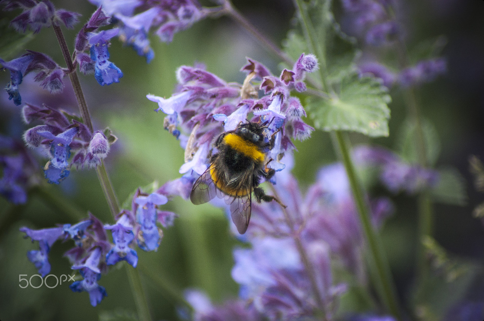 Nikon D40 sample photo. Looking for pollen photography
