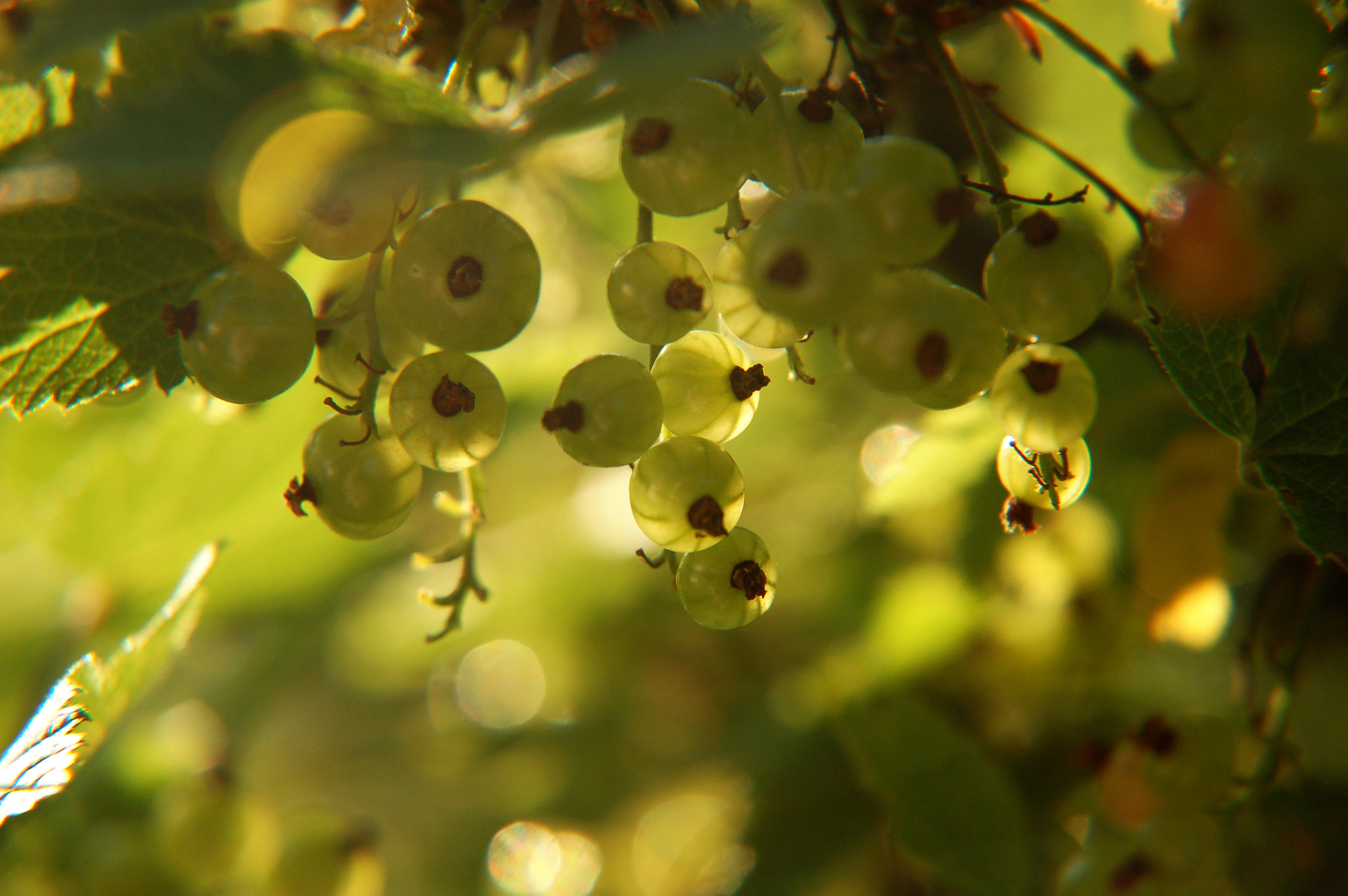 Nikon D50 sample photo. Redcurrant photography