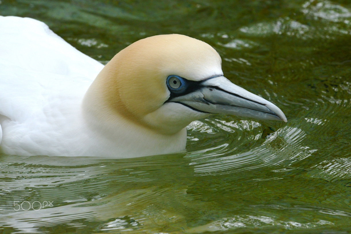 Nikon AF-S Nikkor 400mm F2.8G ED VR II sample photo. Zoo photography