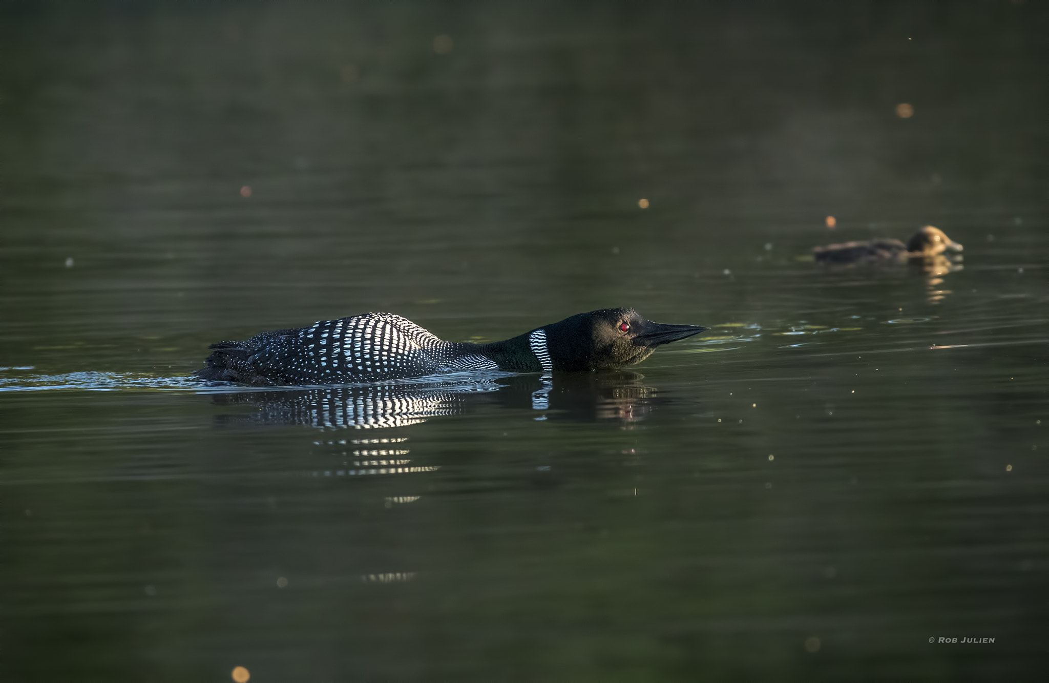 Canon EF 200-400mm F4L IS USM Extender 1.4x sample photo. A52i8147.jpg photography