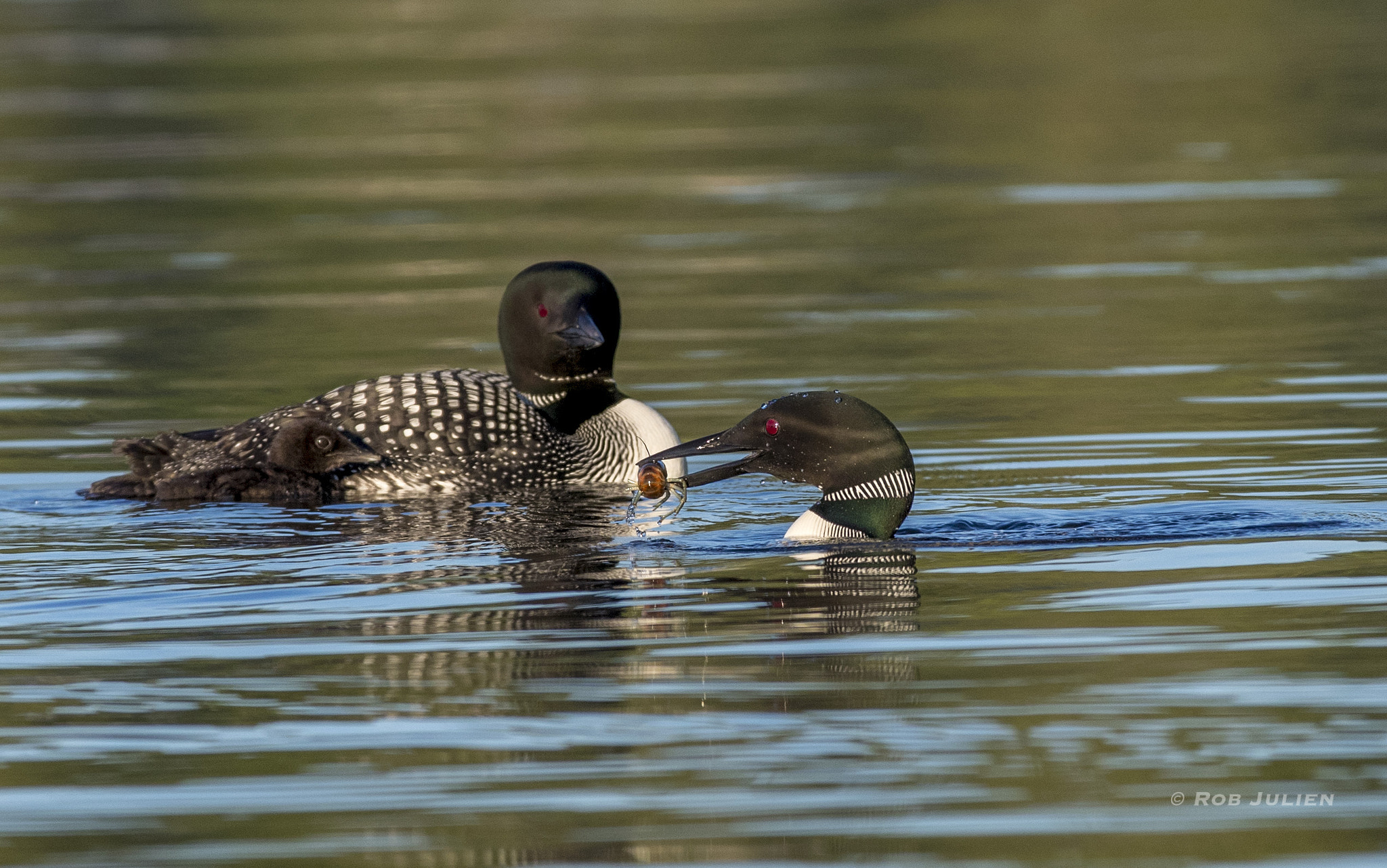 Canon EF 200-400mm F4L IS USM Extender 1.4x sample photo. A52i8067.jpg photography
