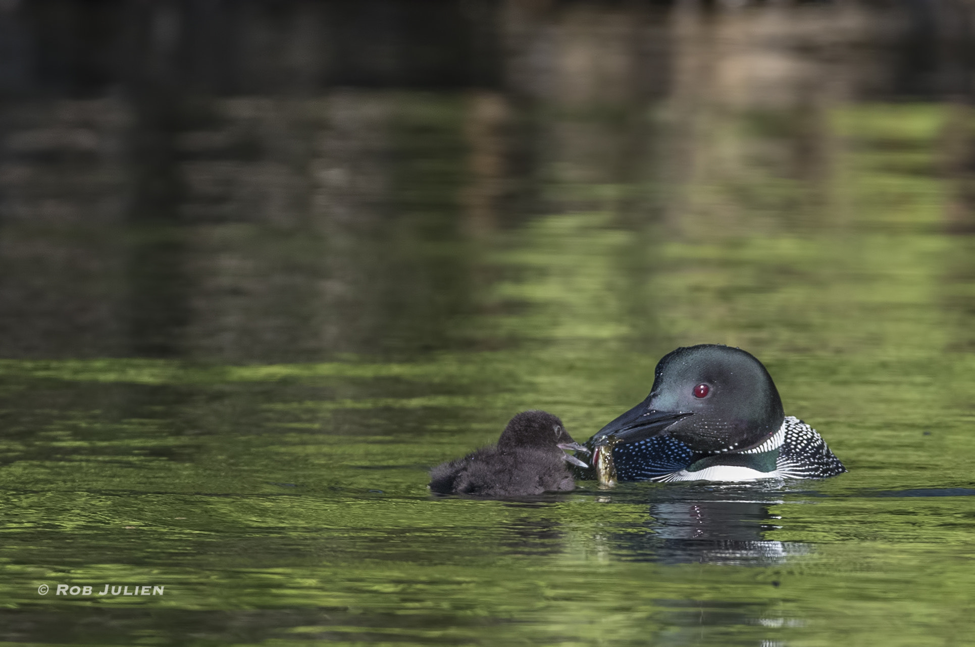 Canon EF 200-400mm F4L IS USM Extender 1.4x sample photo. A52i8376.jpg photography