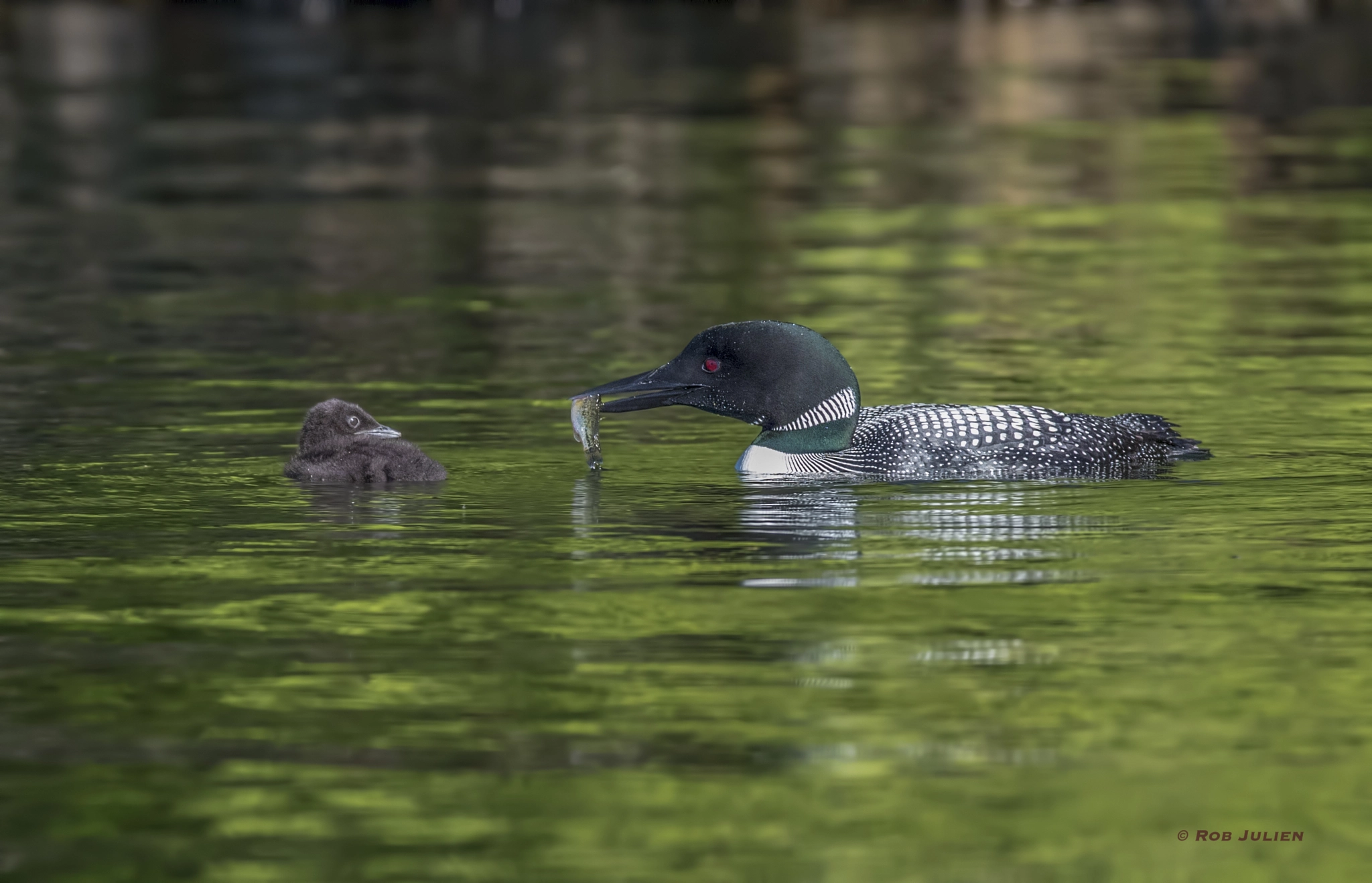 Canon EF 200-400mm F4L IS USM Extender 1.4x sample photo. A52i8380.jpg photography