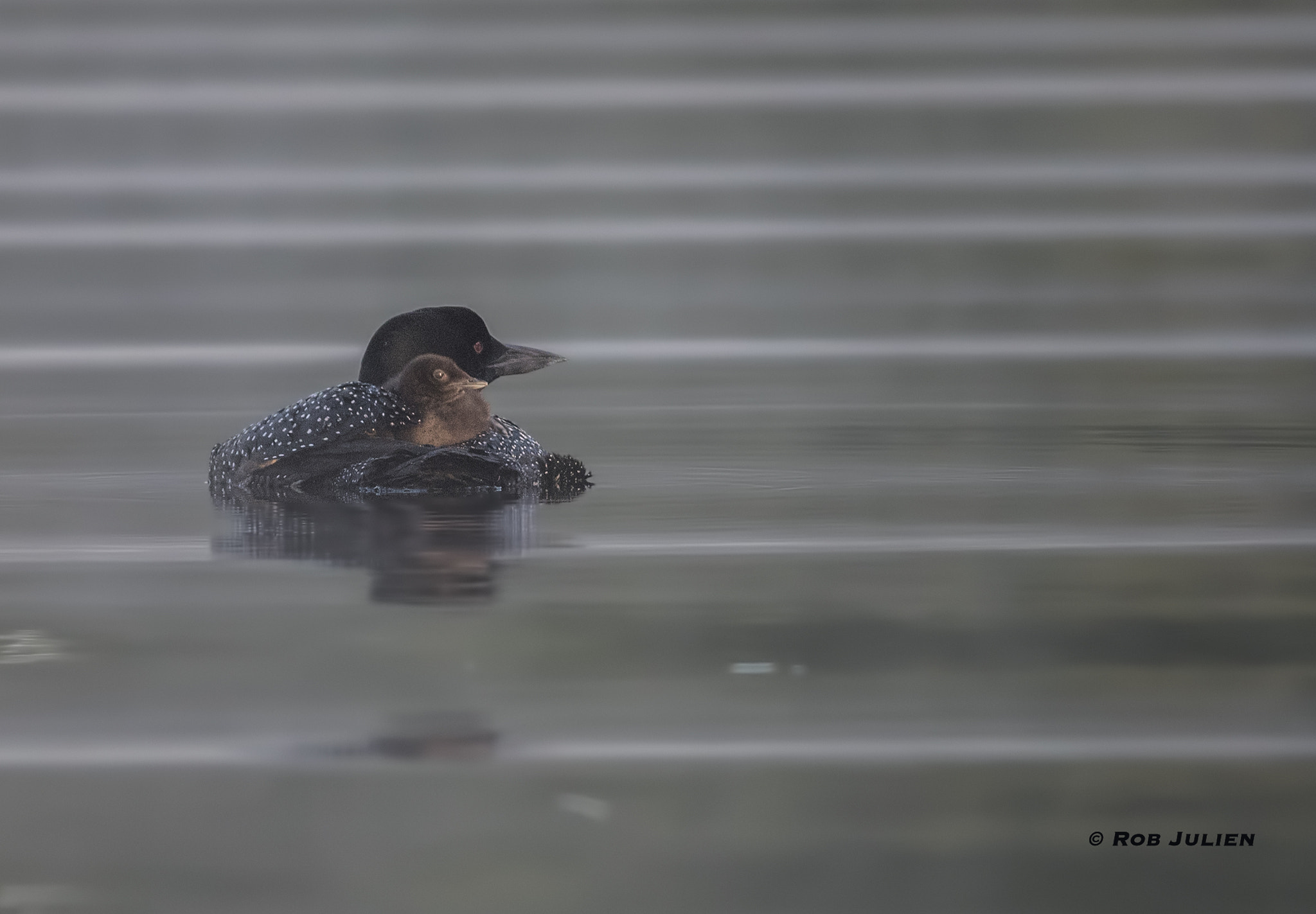 Canon EF 200-400mm F4L IS USM Extender 1.4x sample photo. A52i8568.jpg photography