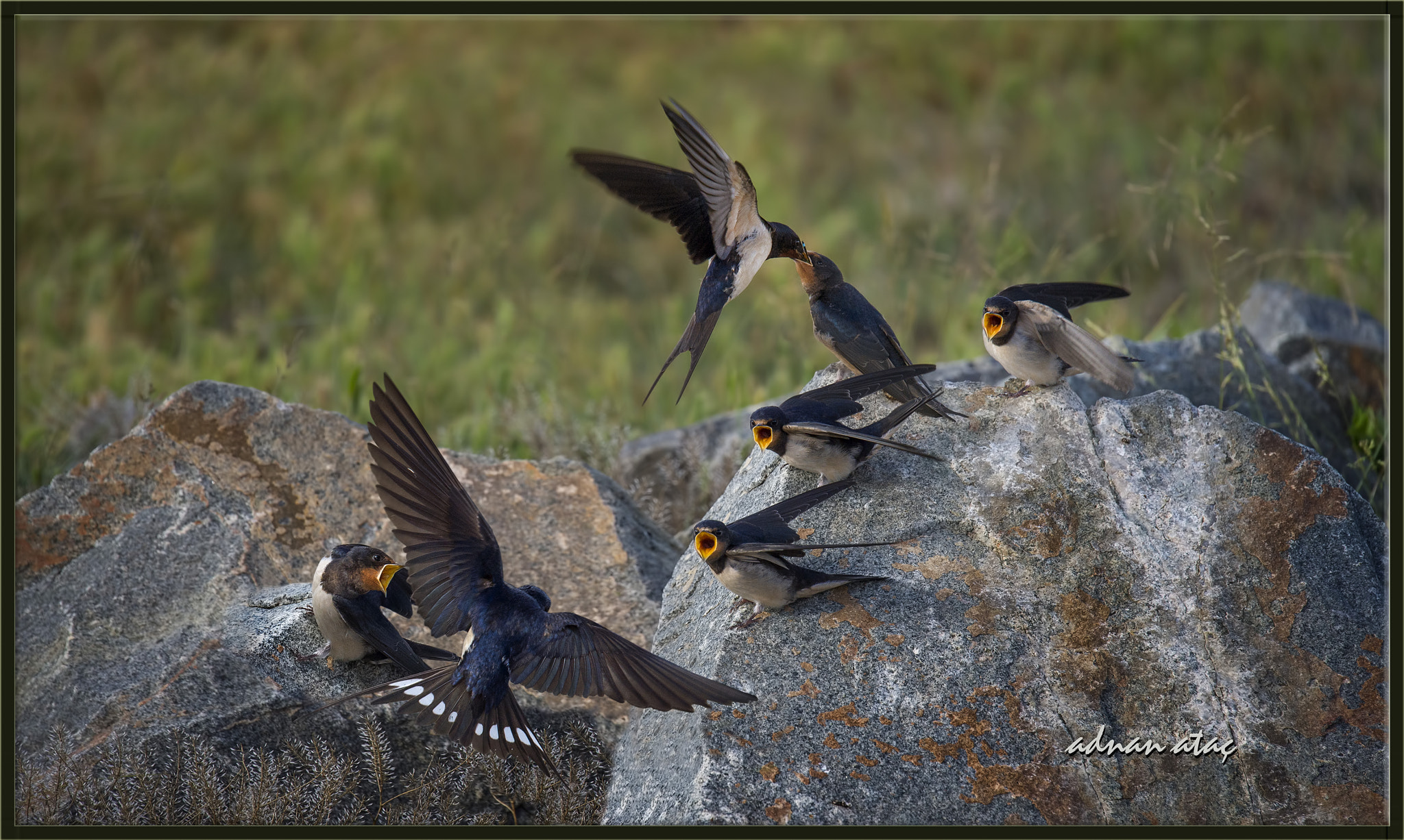 Sigma 150-600mm F5-6.3 DG OS HSM | S sample photo. Kır kırlangıcı - hirundo rustica - barn swallow photography
