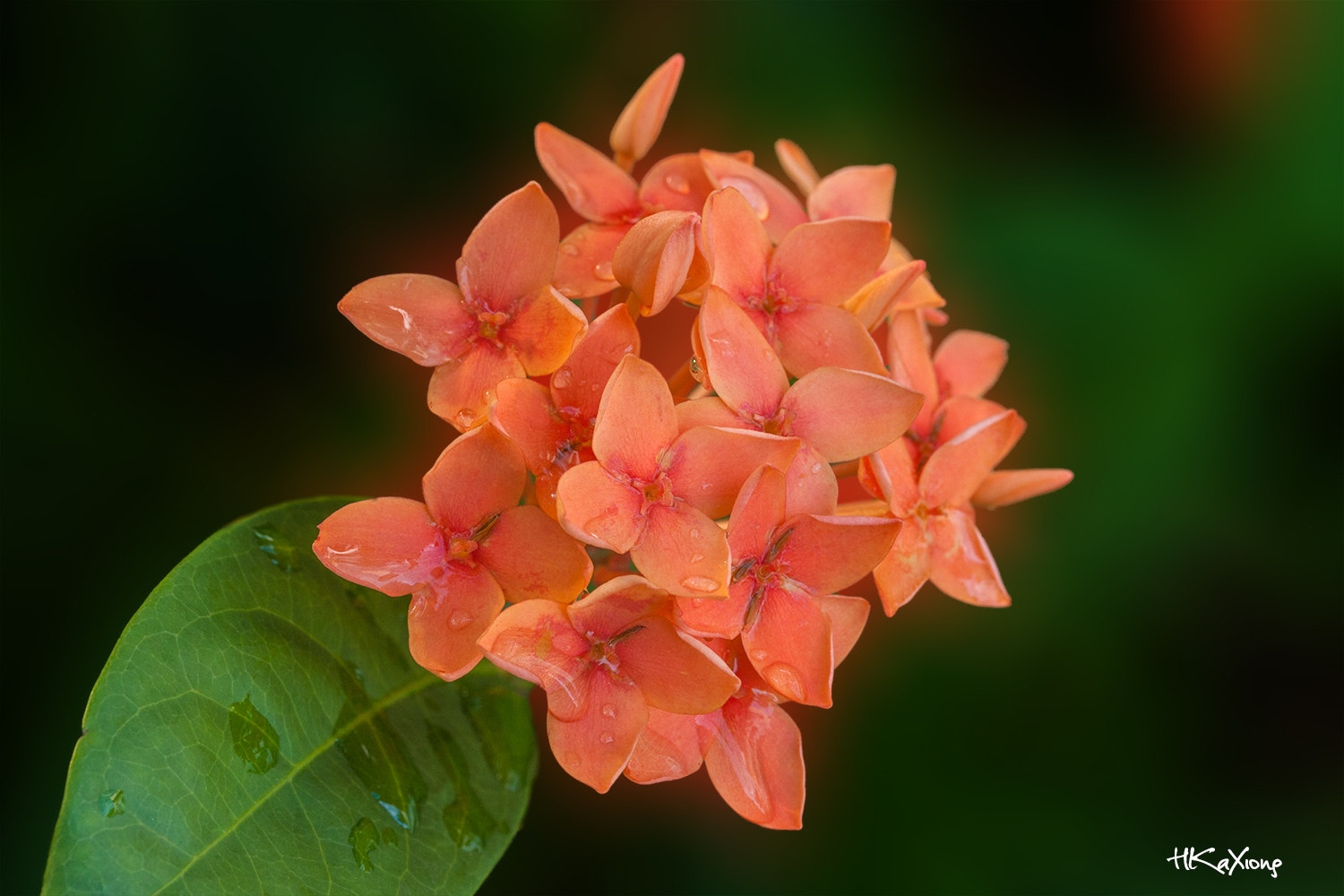Canon EF-S 60mm F2.8 Macro USM sample photo. Flower after the rain photography