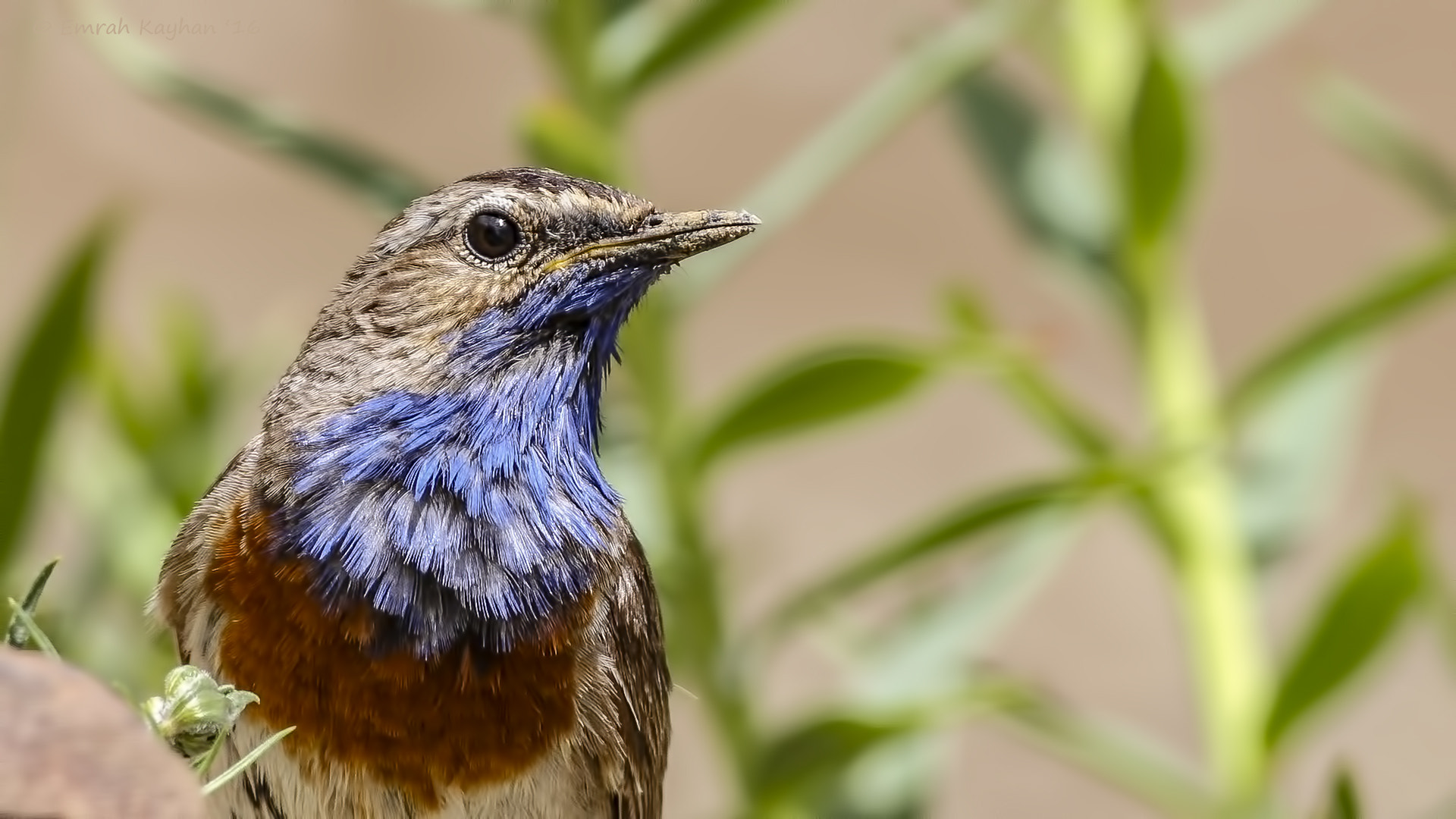 Canon EOS 7D + Canon EF 400mm F5.6L USM sample photo. Bluethroat photography