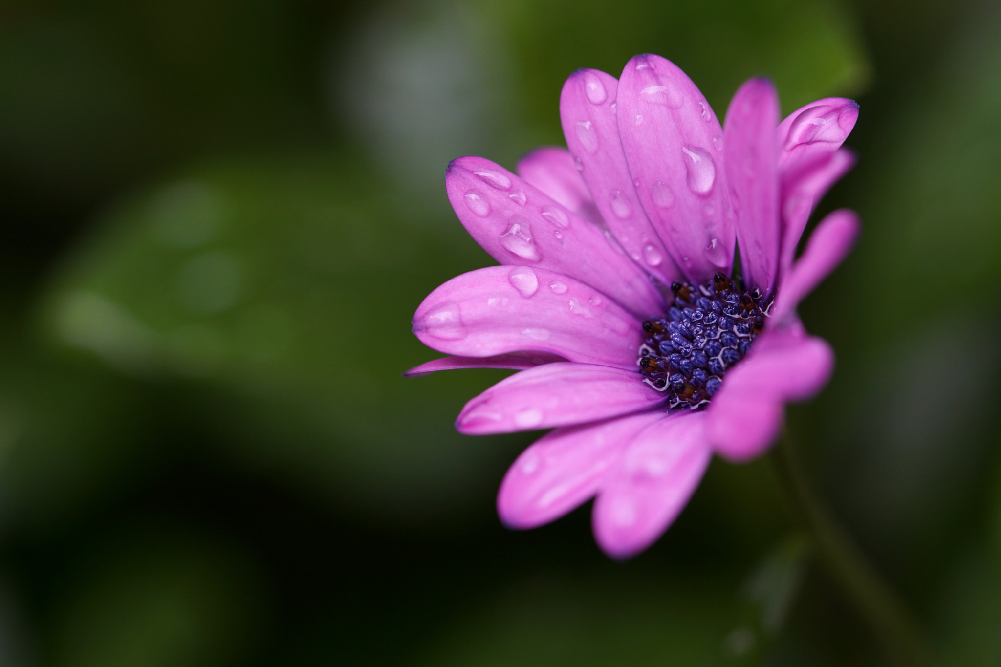 Sony a5100 + Sony FE 90mm F2.8 Macro G OSS sample photo. Purple beauty photography