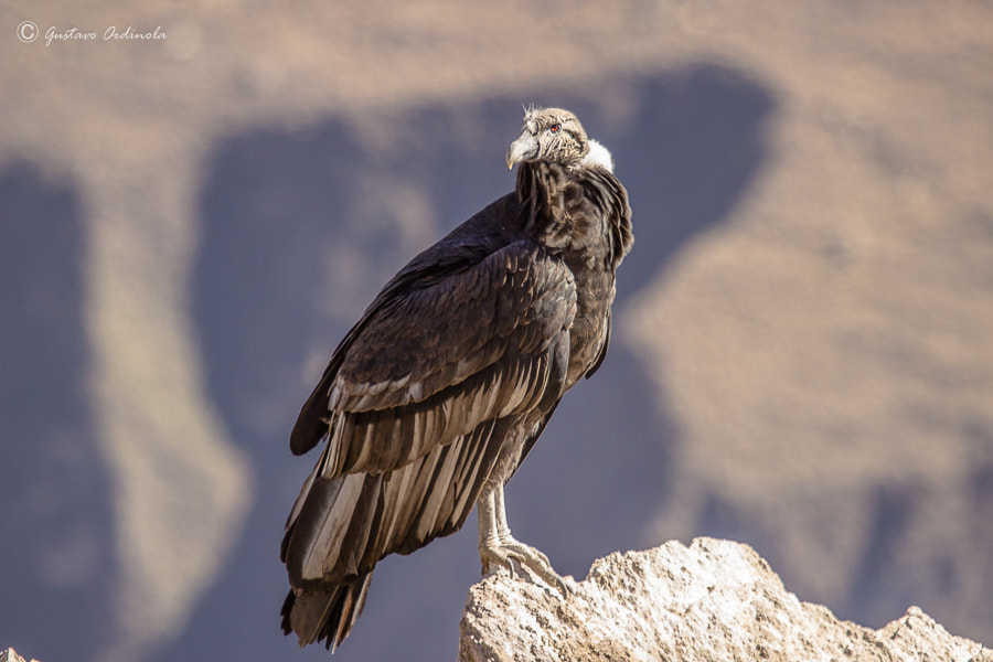 Canon EF 100-400mm F4.5-5.6L IS USM sample photo. Cóndor andino, colca - arequipa photography