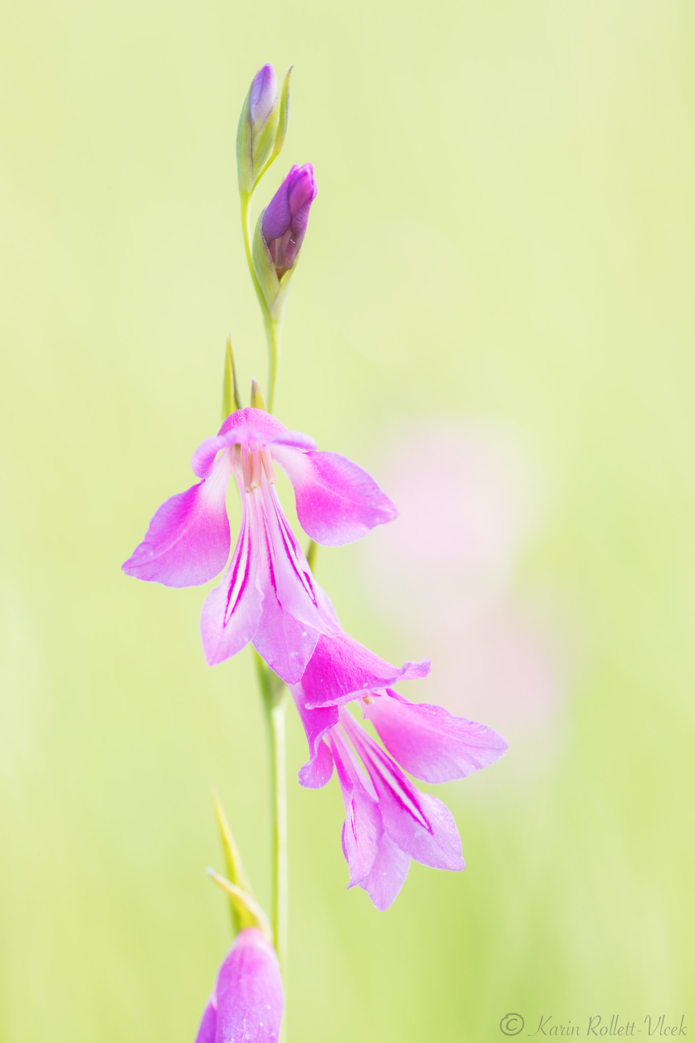 Sigma APO Macro 180mm F2.8 EX DG OS HSM sample photo. Marsh gladiolus photography