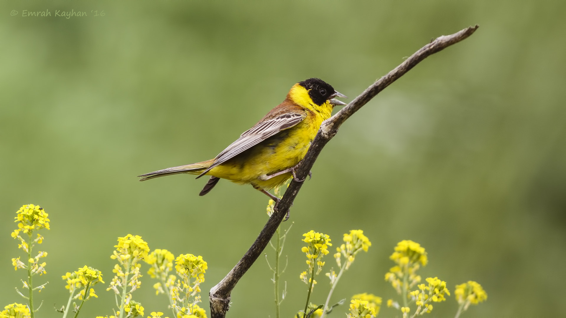 Canon EOS 7D + Canon EF 400mm F5.6L USM sample photo. Black-headed bunting photography