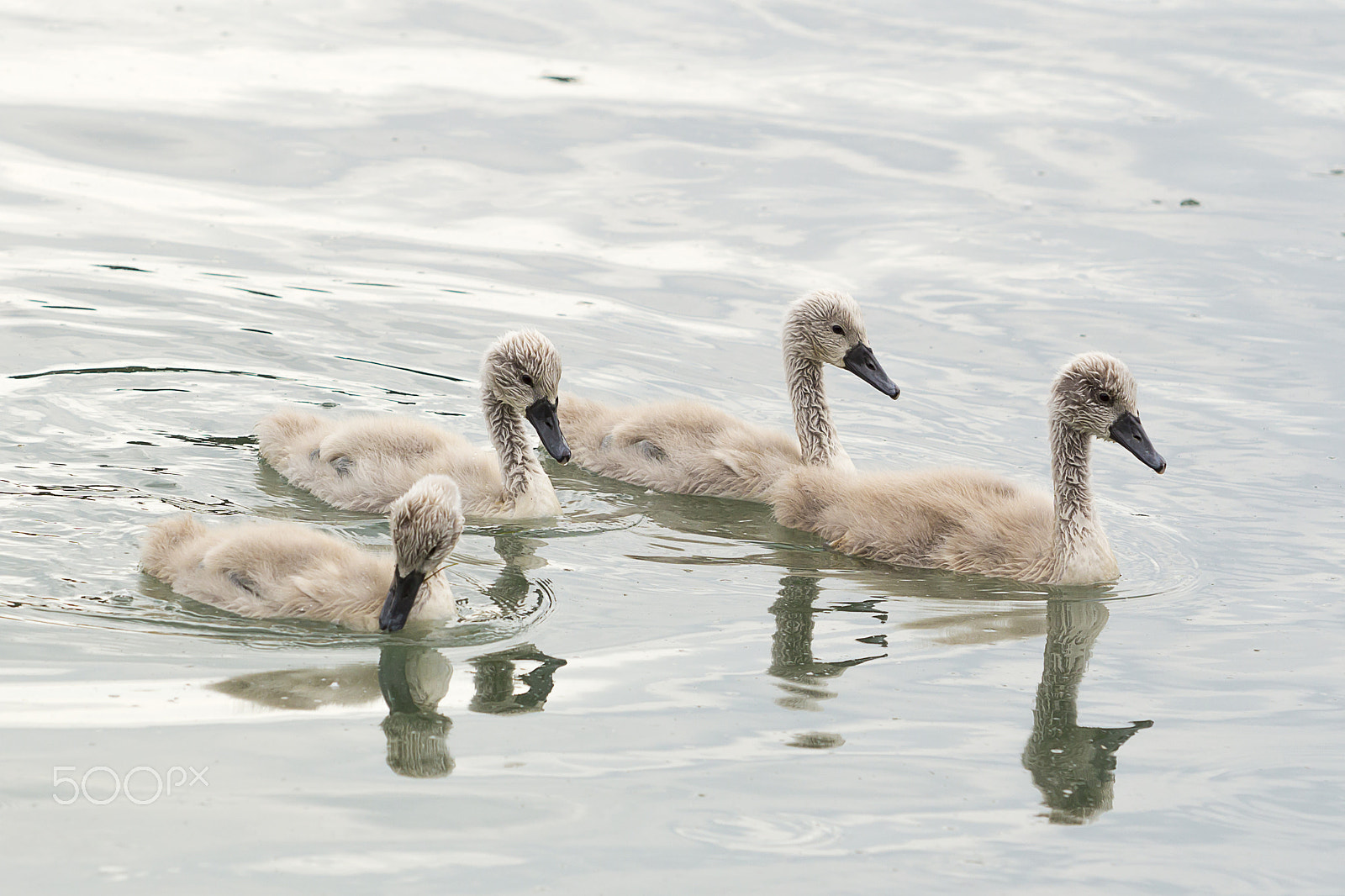 Canon EF 70-200mm F2.8L USM sample photo. Cygnet photography