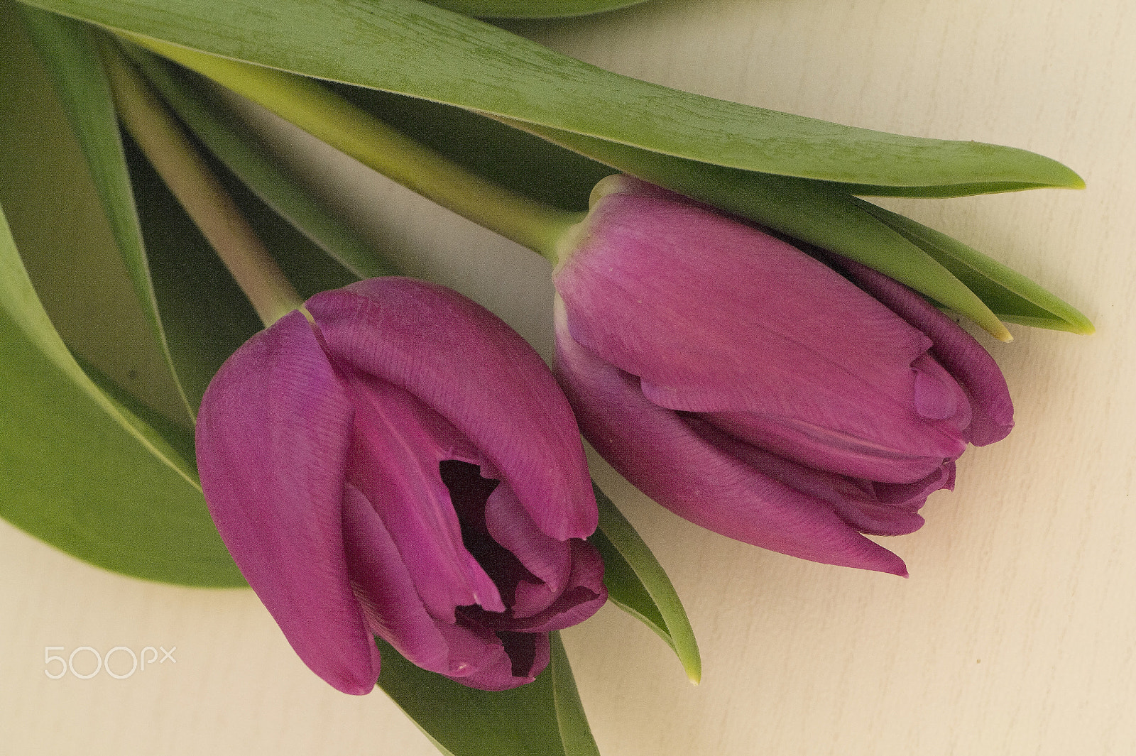 Samsung NX 60mm F2.8 Macro ED OIS SSA sample photo. Purple tulips photography