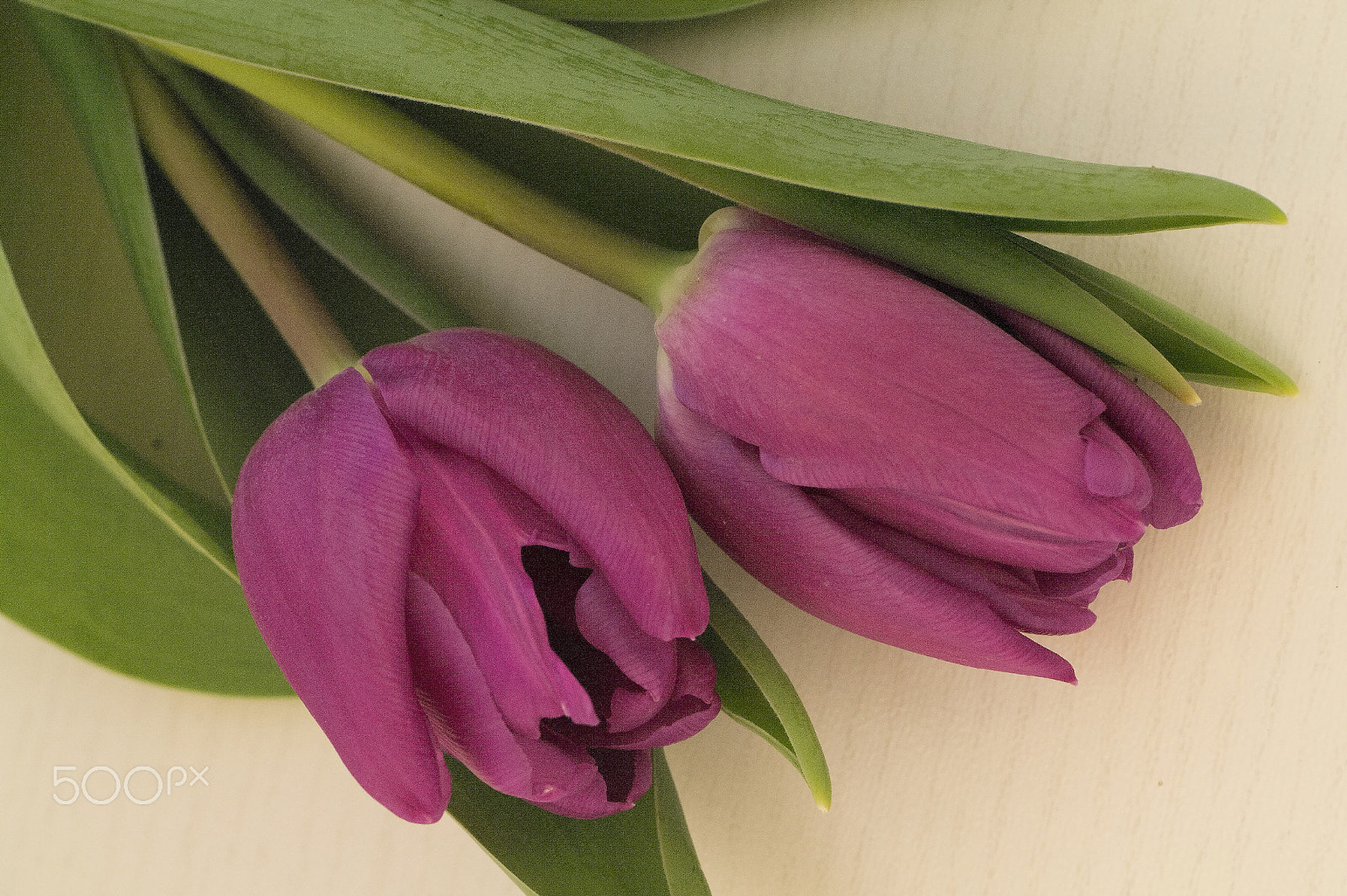 Samsung NX11 + Samsung NX 60mm F2.8 Macro ED OIS SSA sample photo. Purple tulips photography